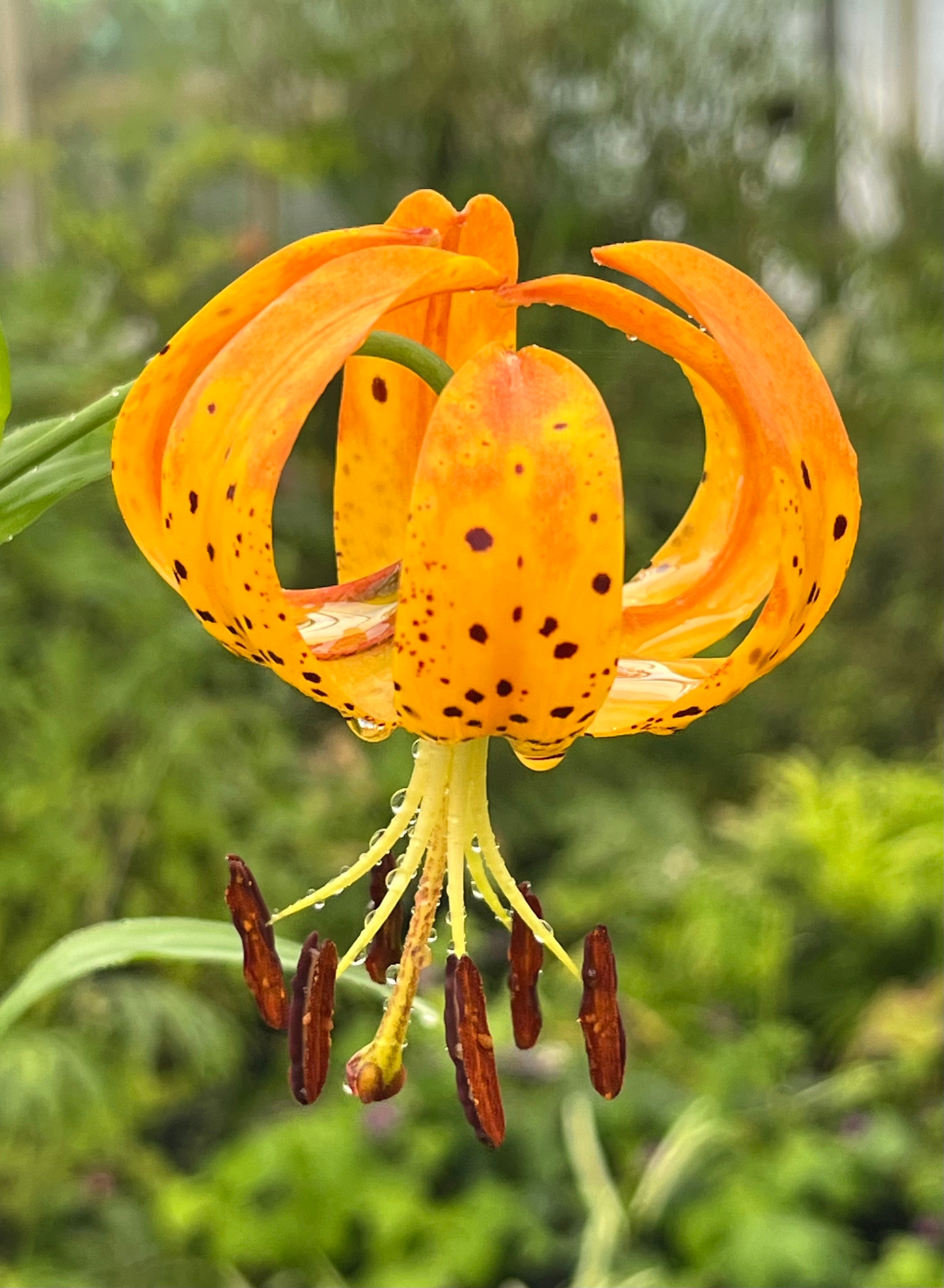 Lilium pardalinum AGM