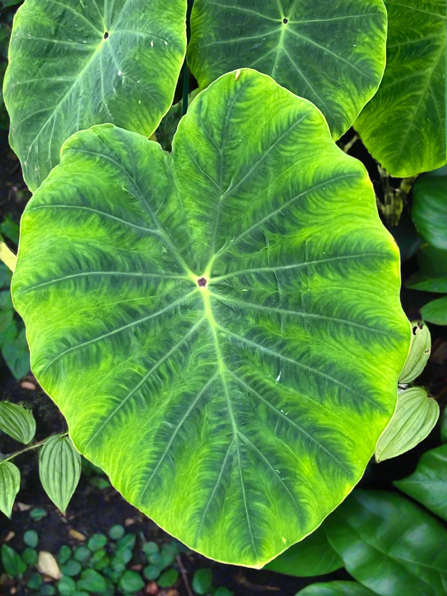 Colocasia esculenta 'Dirang'