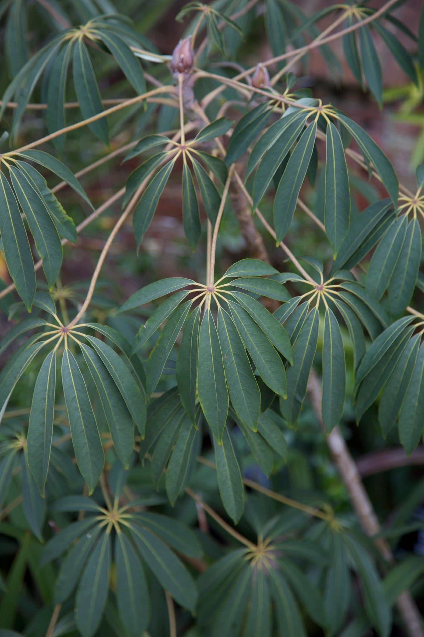 Schefflera taiwaniana (Heptapleurum taiwanianum)