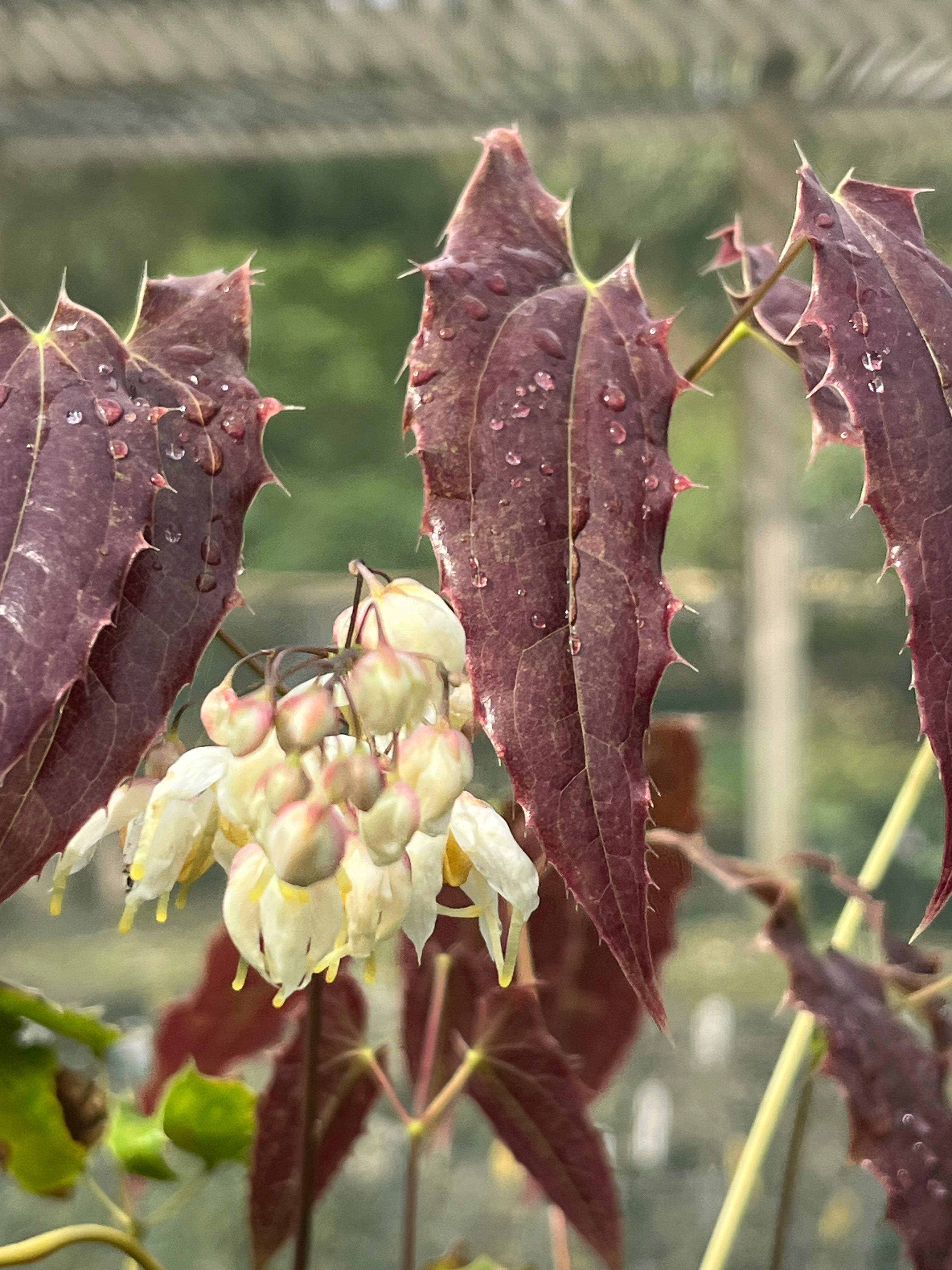 Epimedium wushanense spiny-leaved form