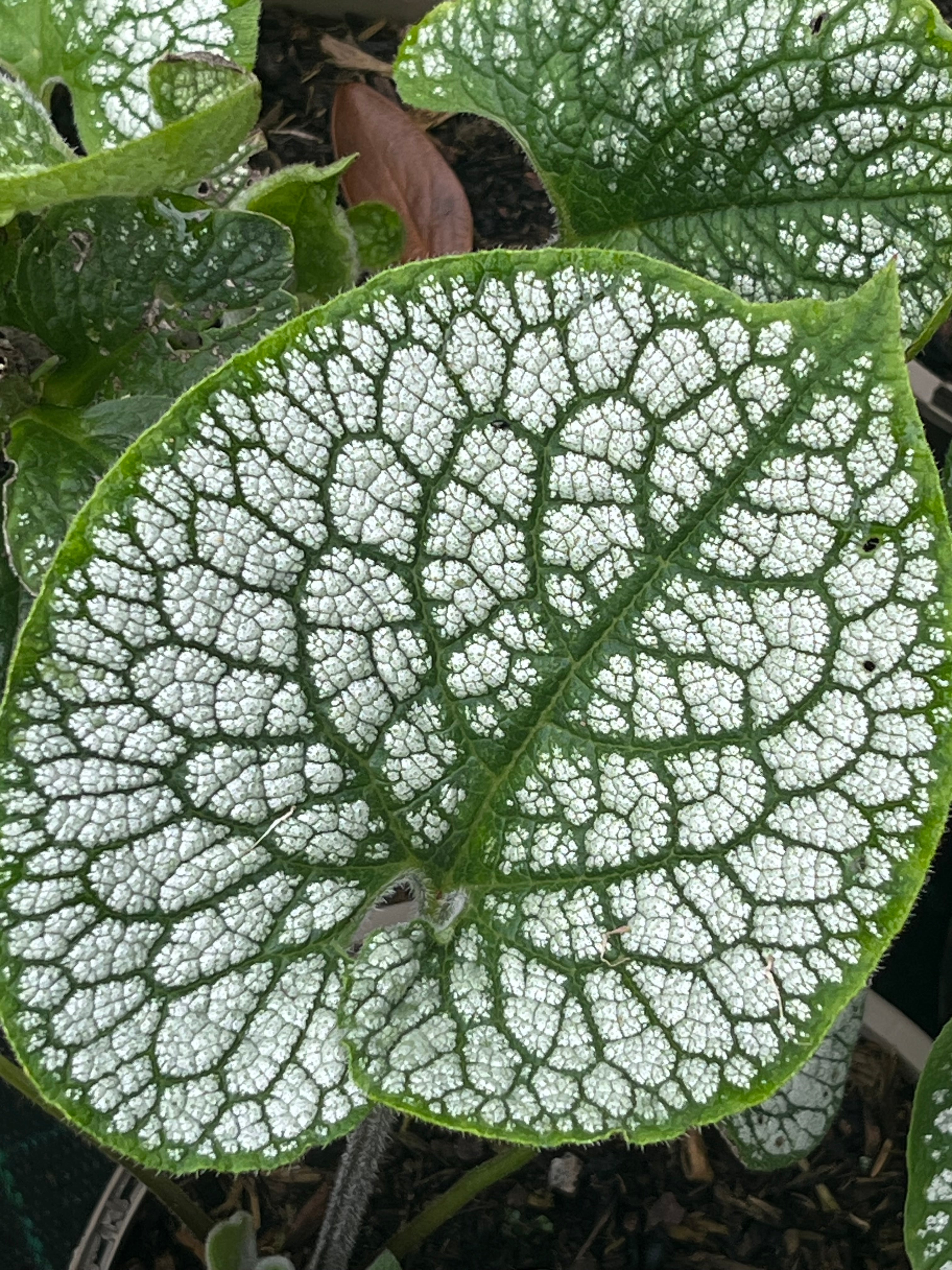 Brunnera macrophylla 'Sea Heart'