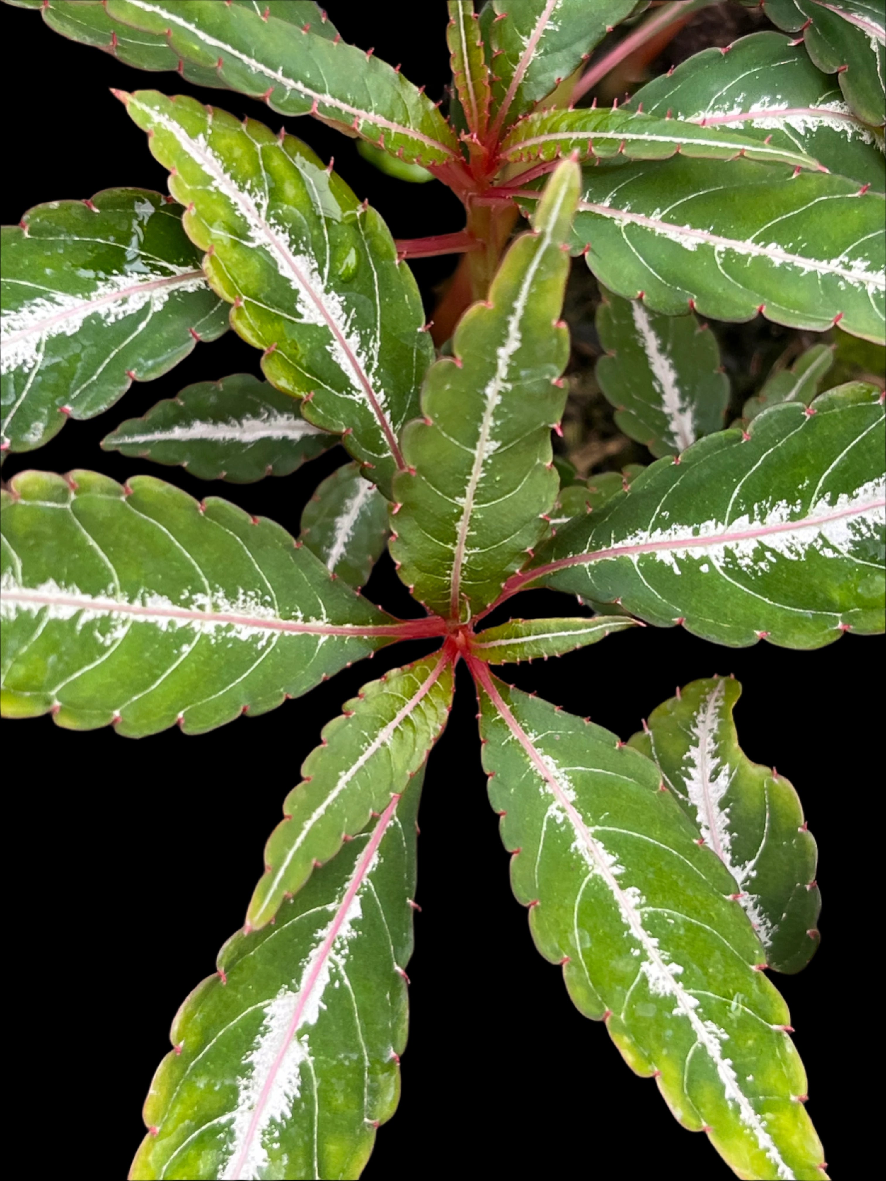 Impatiens omeiana 'High Voltage'