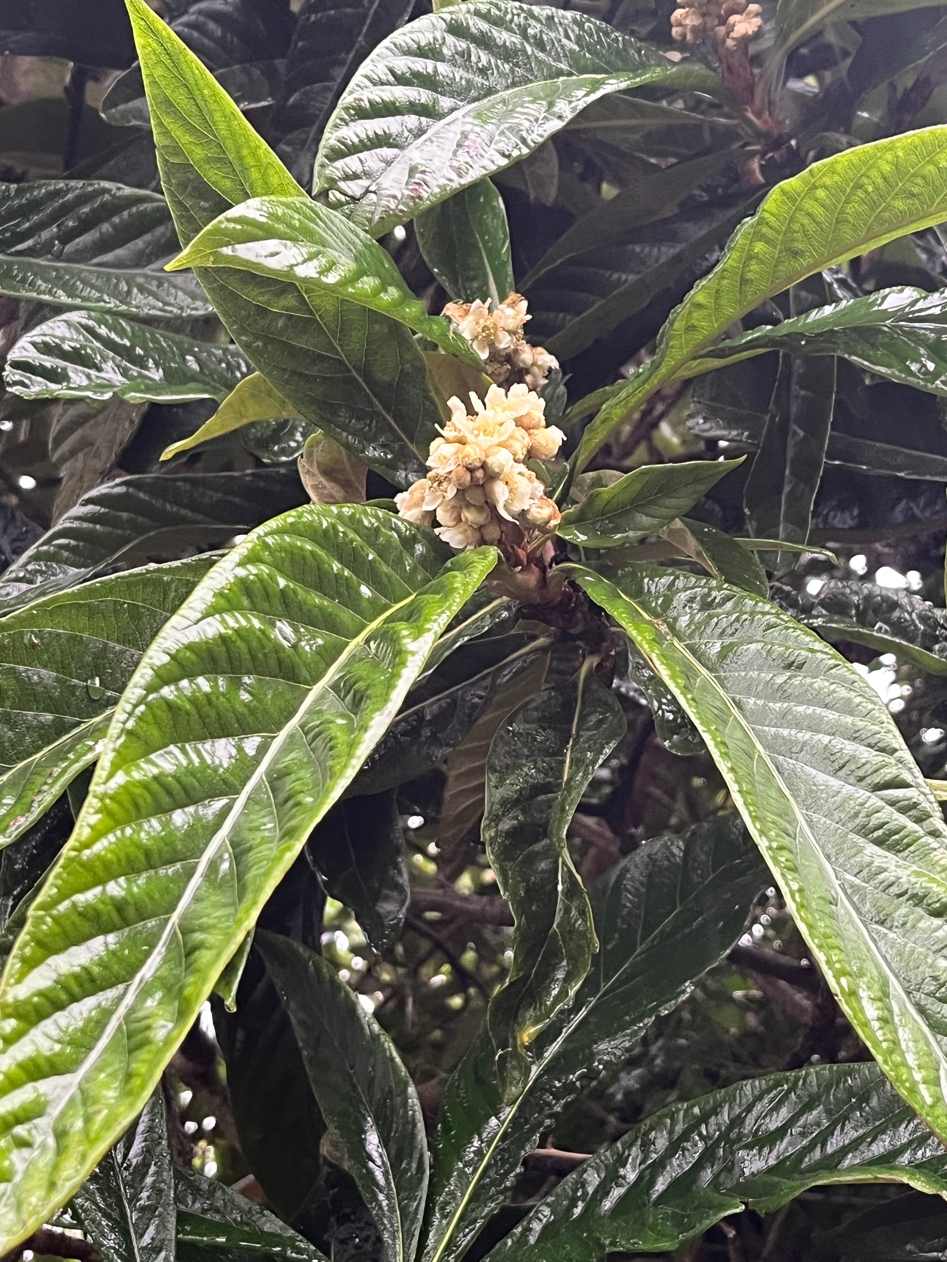 Eriobotrya japonica