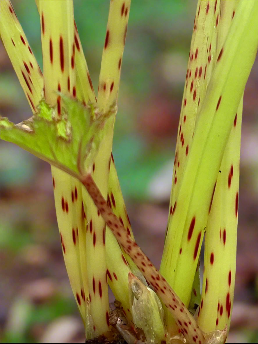 Begonia koelzii