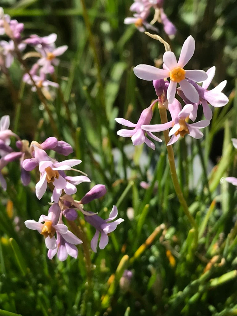 Tulbaghia ‘Cariad’