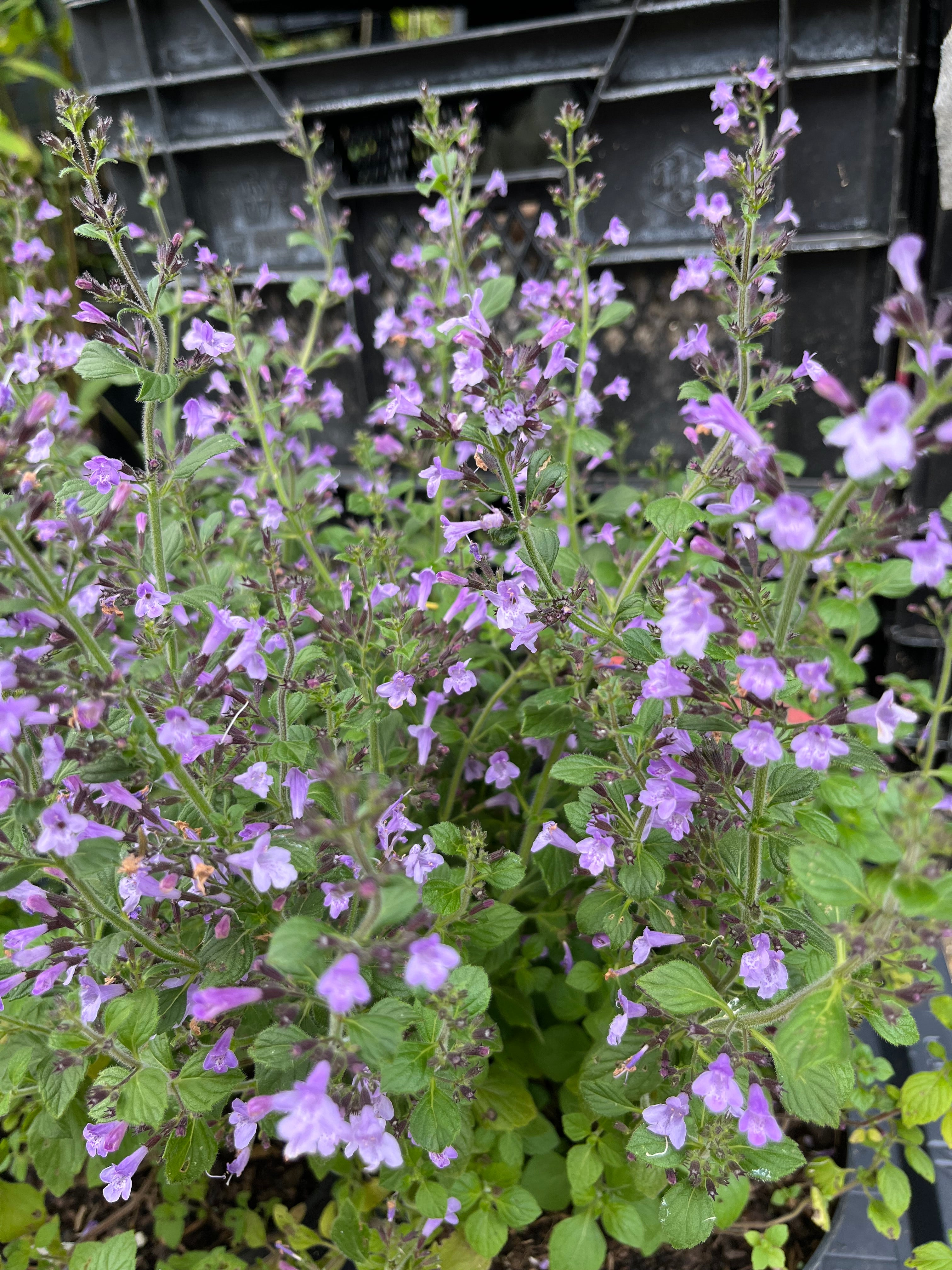 Calamintha nepeta 'Marvelette Blue'