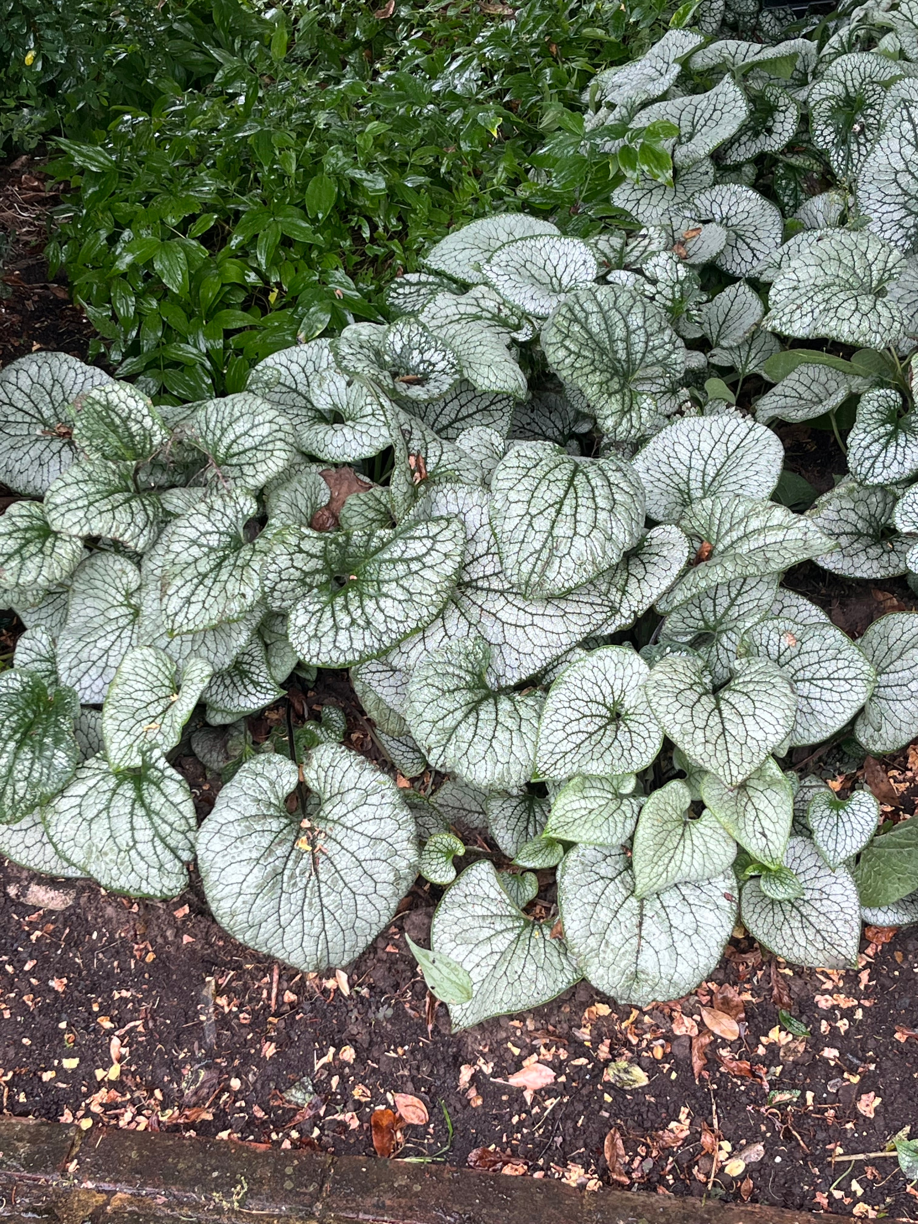 Brunnera macrophylla 'Sea Heart'