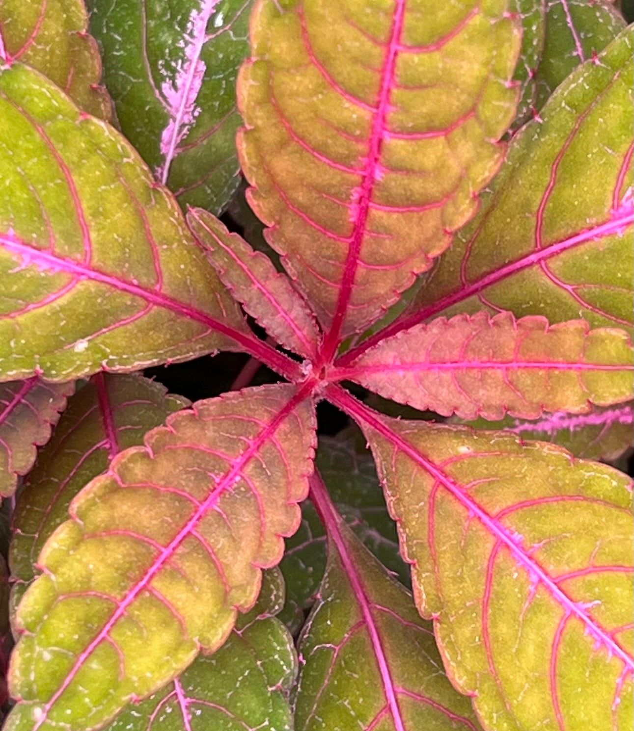 Impatiens omeiana &#39;Sango&#39;