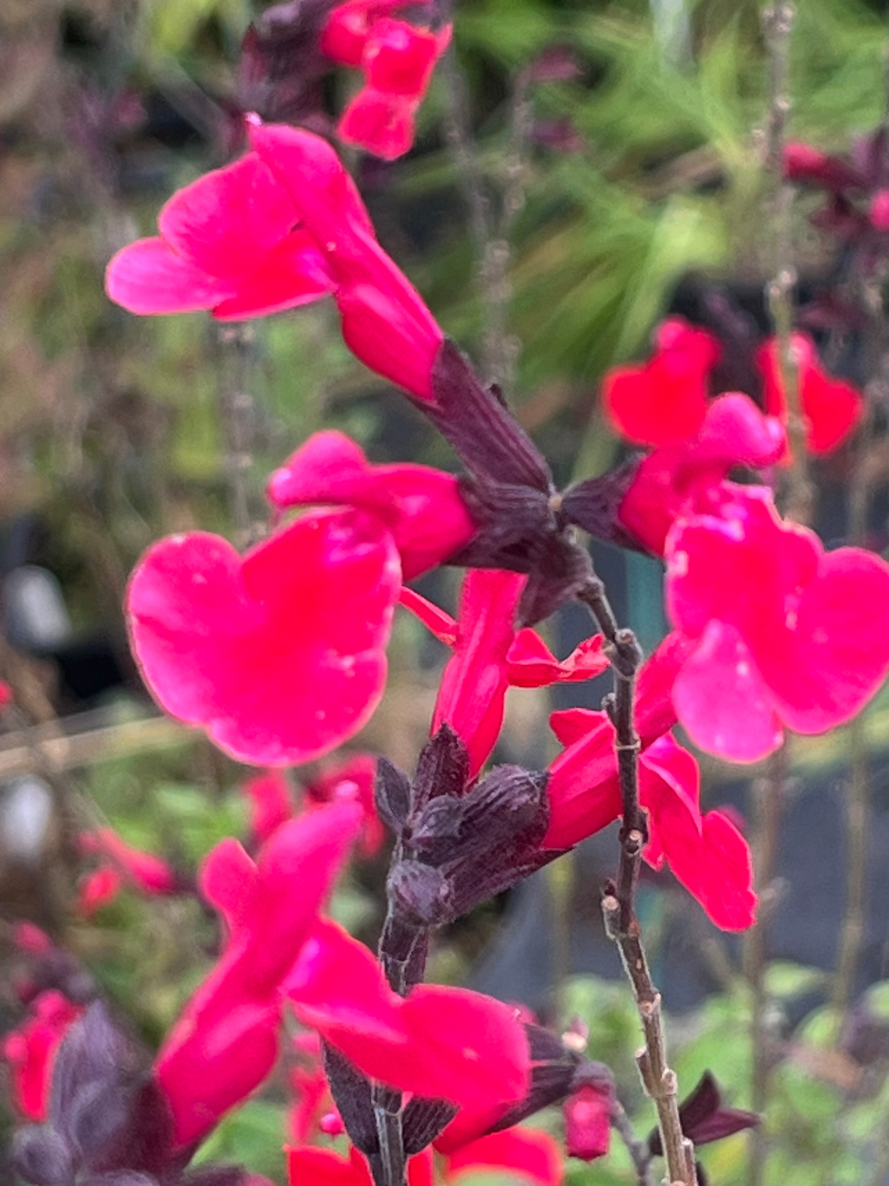 Salvia x 'Jezabel' AGM