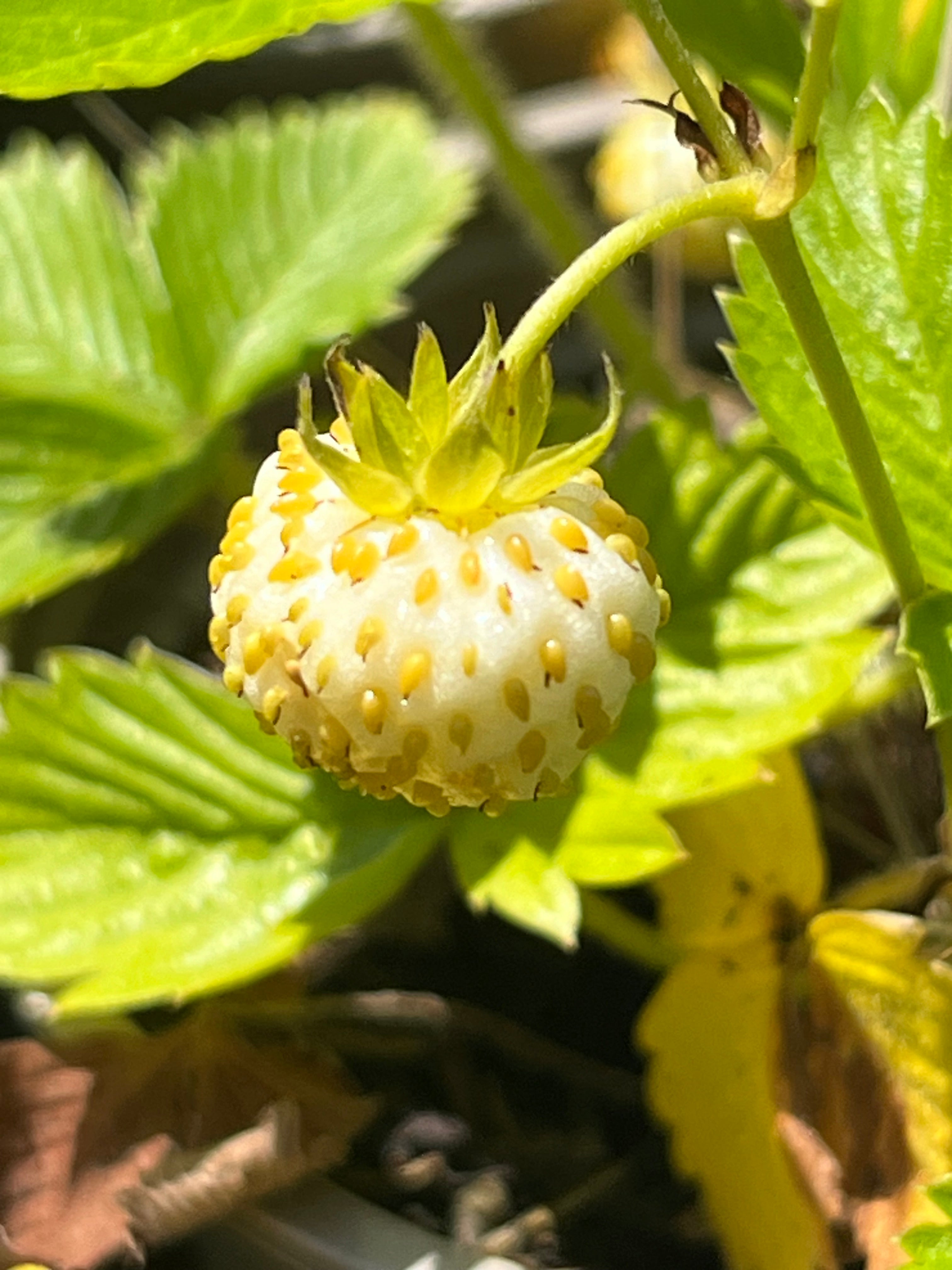 Fragaria vesca ‘Fructu-albo'