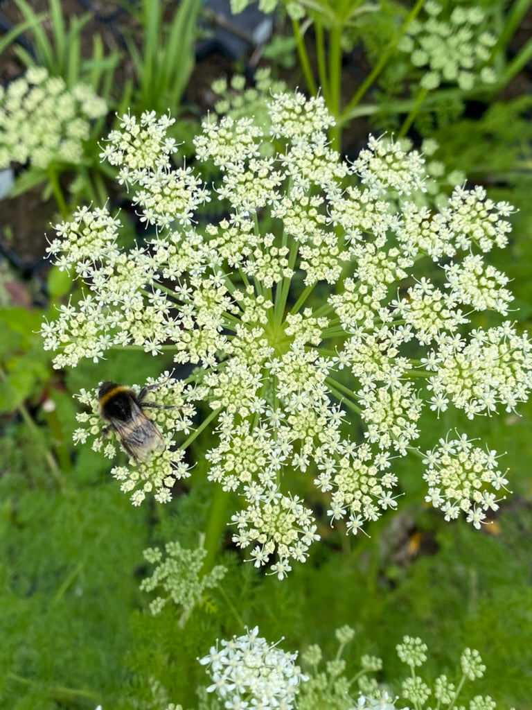 Ligusticum lucidum