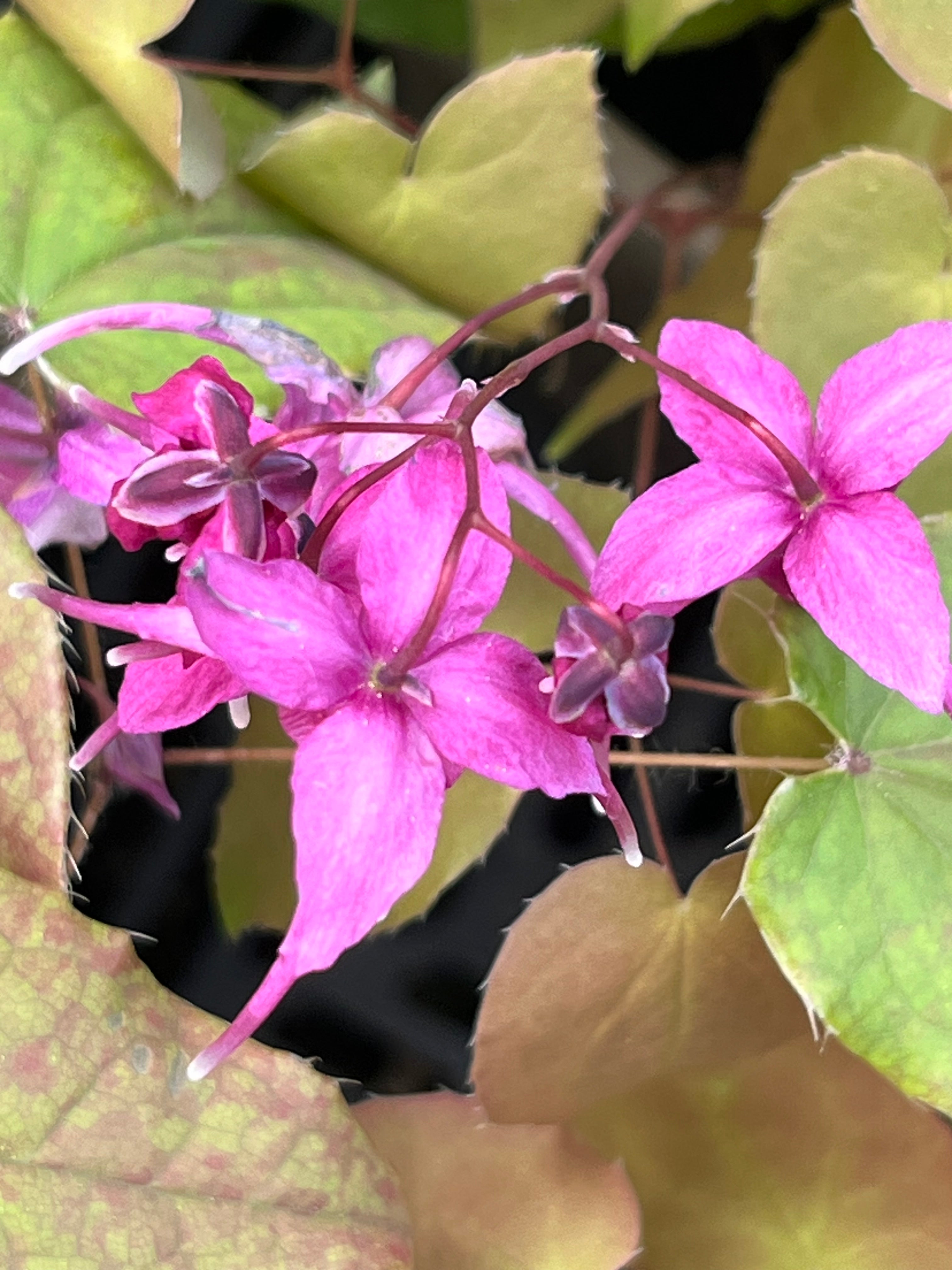 Epimedium grandiflorum ‘Crimson Queen’