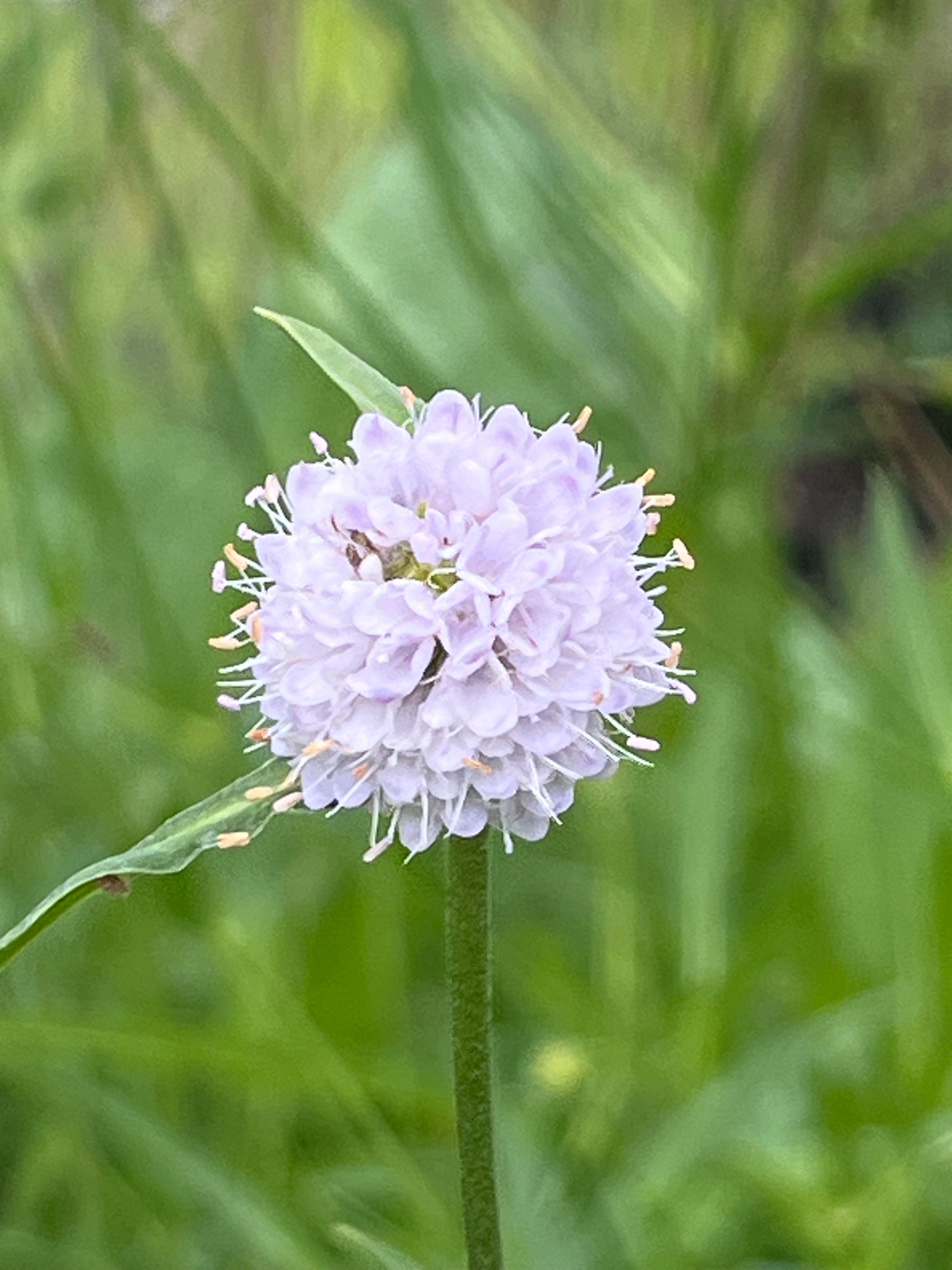 Succisella inflexa