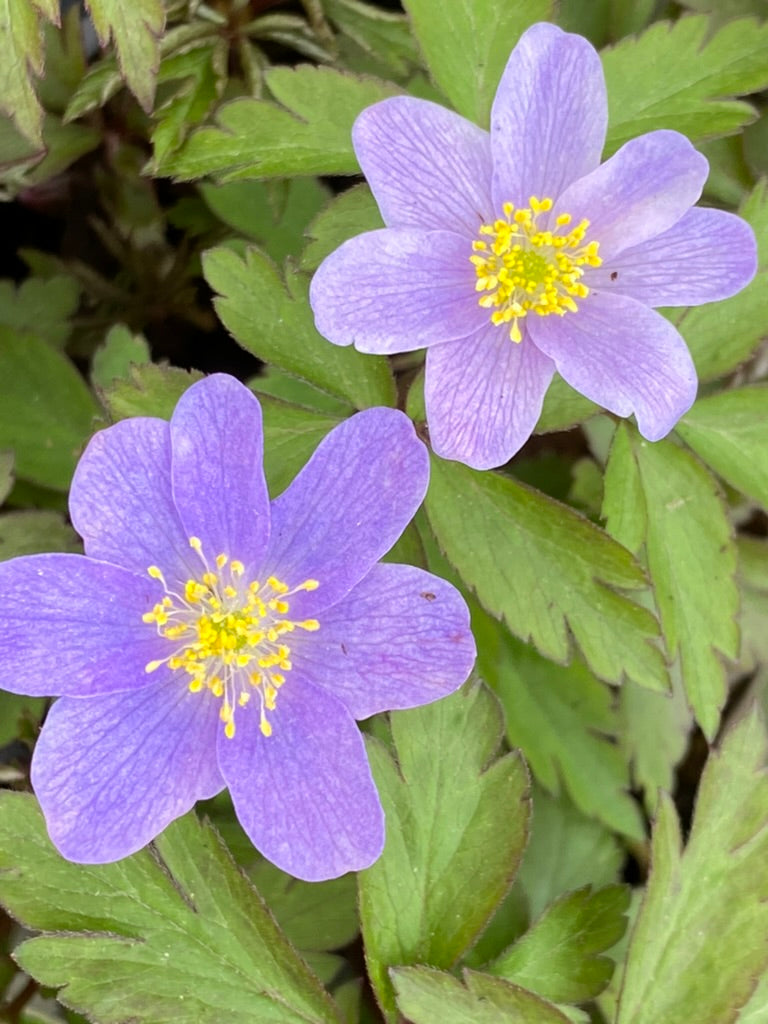 Anemone nemorosa ‘Royal Blue’