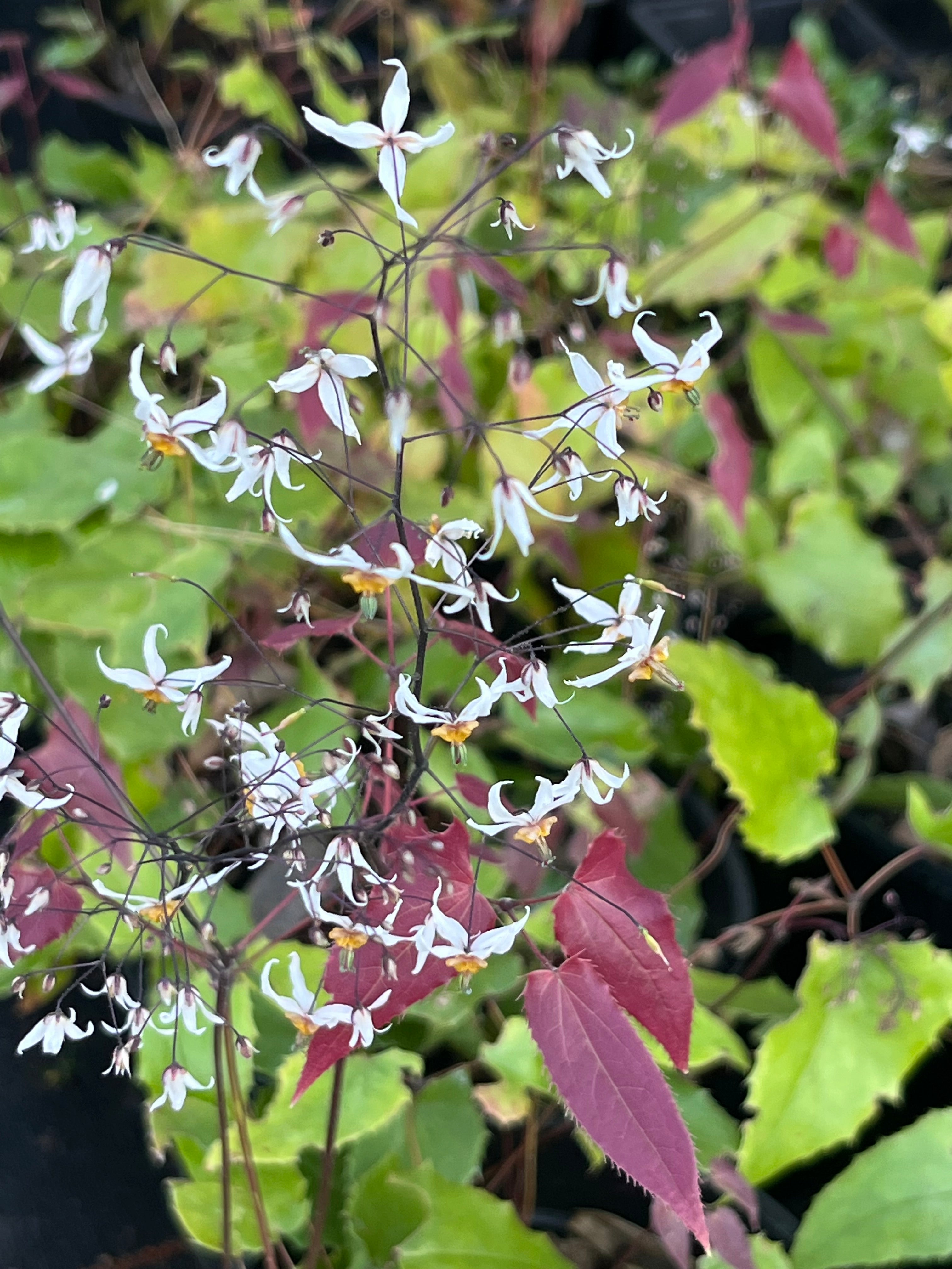 Epimedium pubescens 'Shaanxi Forms' CC 022556