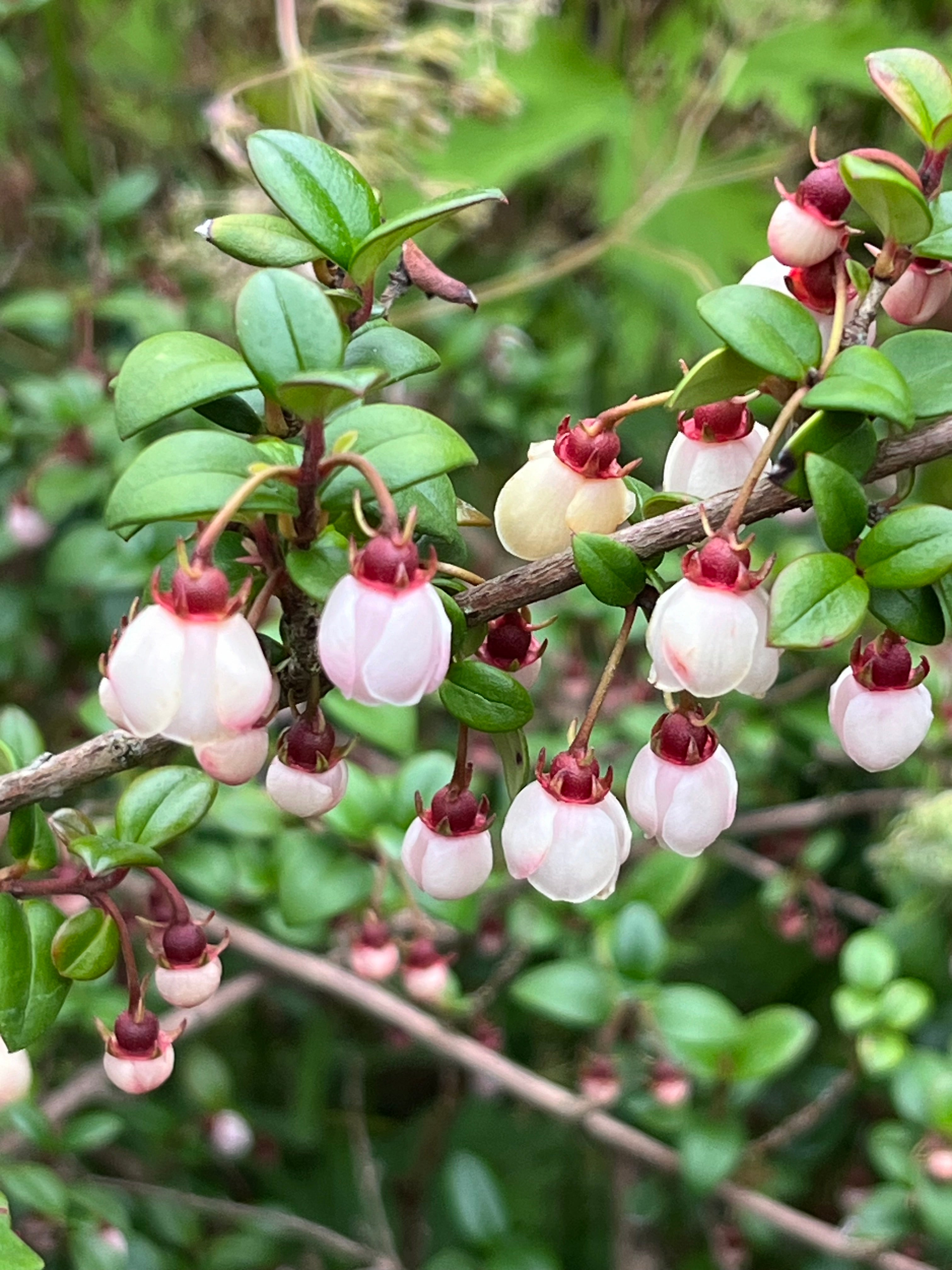 Ugni molinae 'Ka-Pow' (syn. Kapow)