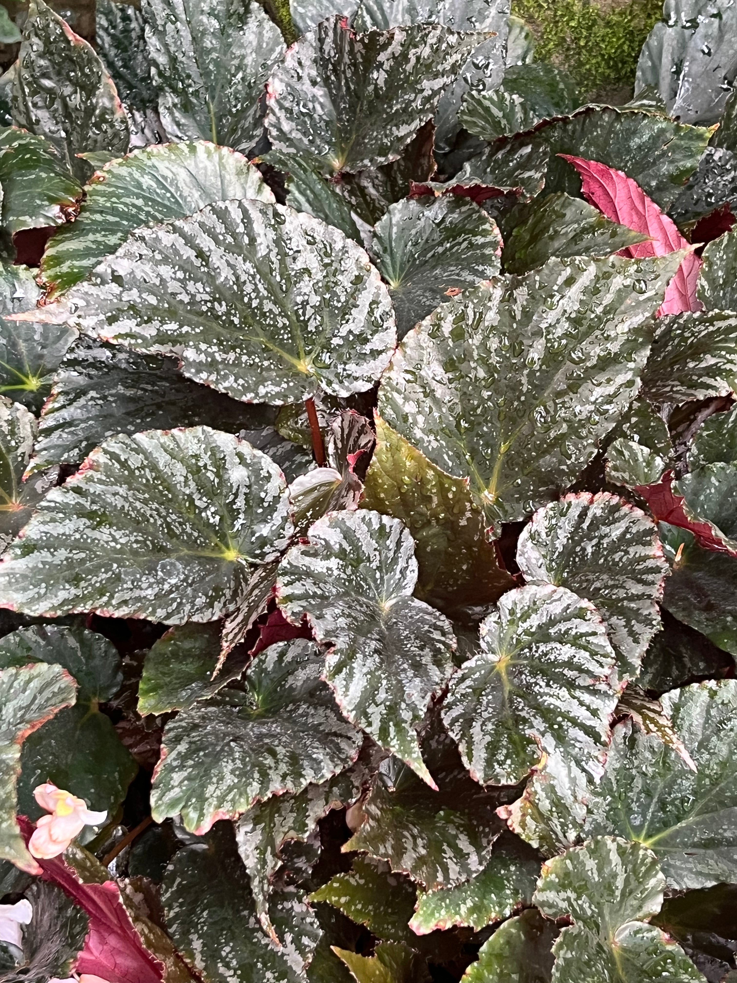 Begonia 'Mishmi Silver'