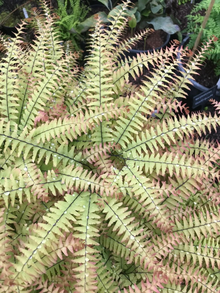 Adiantum pedatum 'Japonicum'