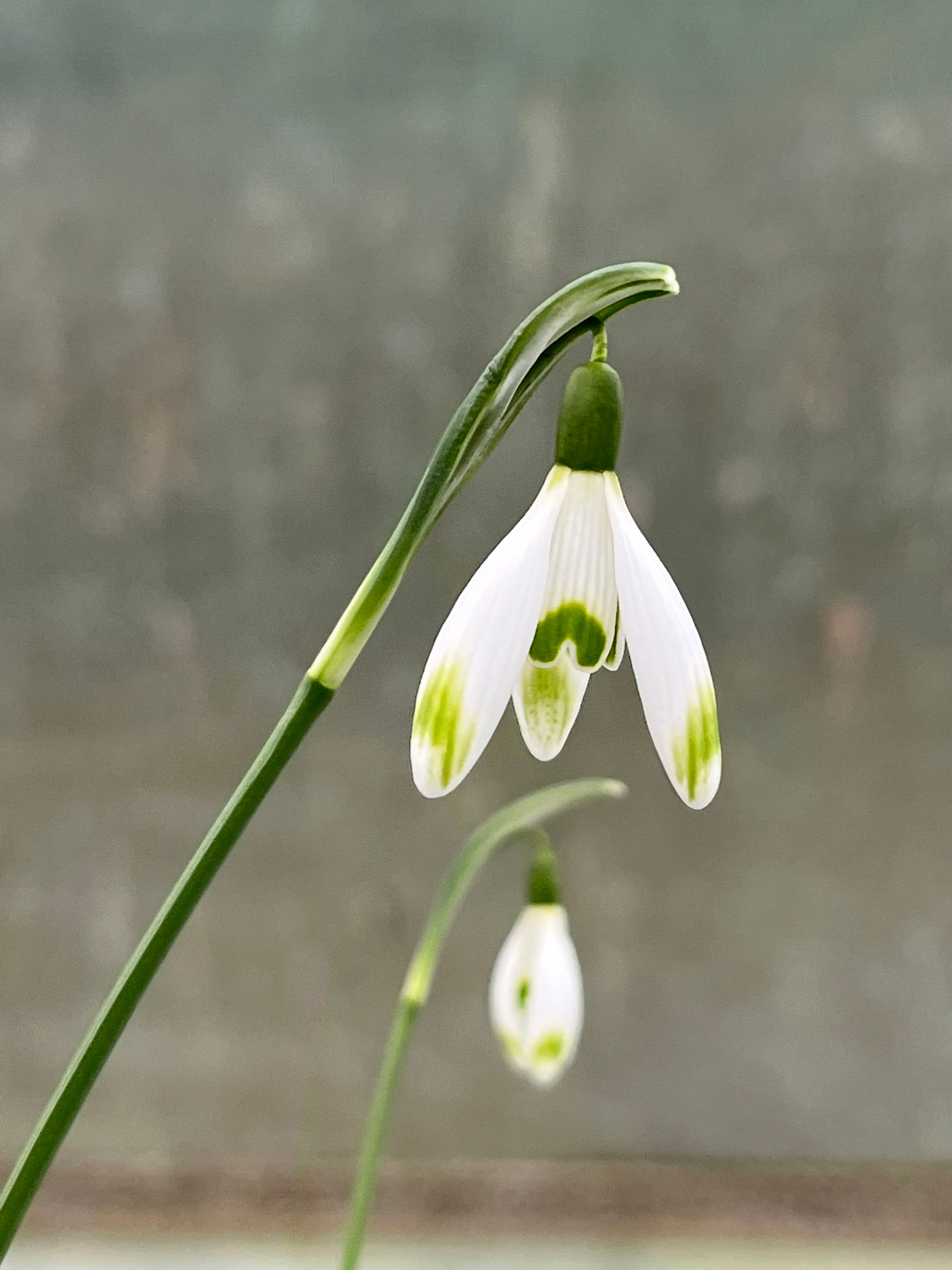 Galanthus ‘Yarnton'