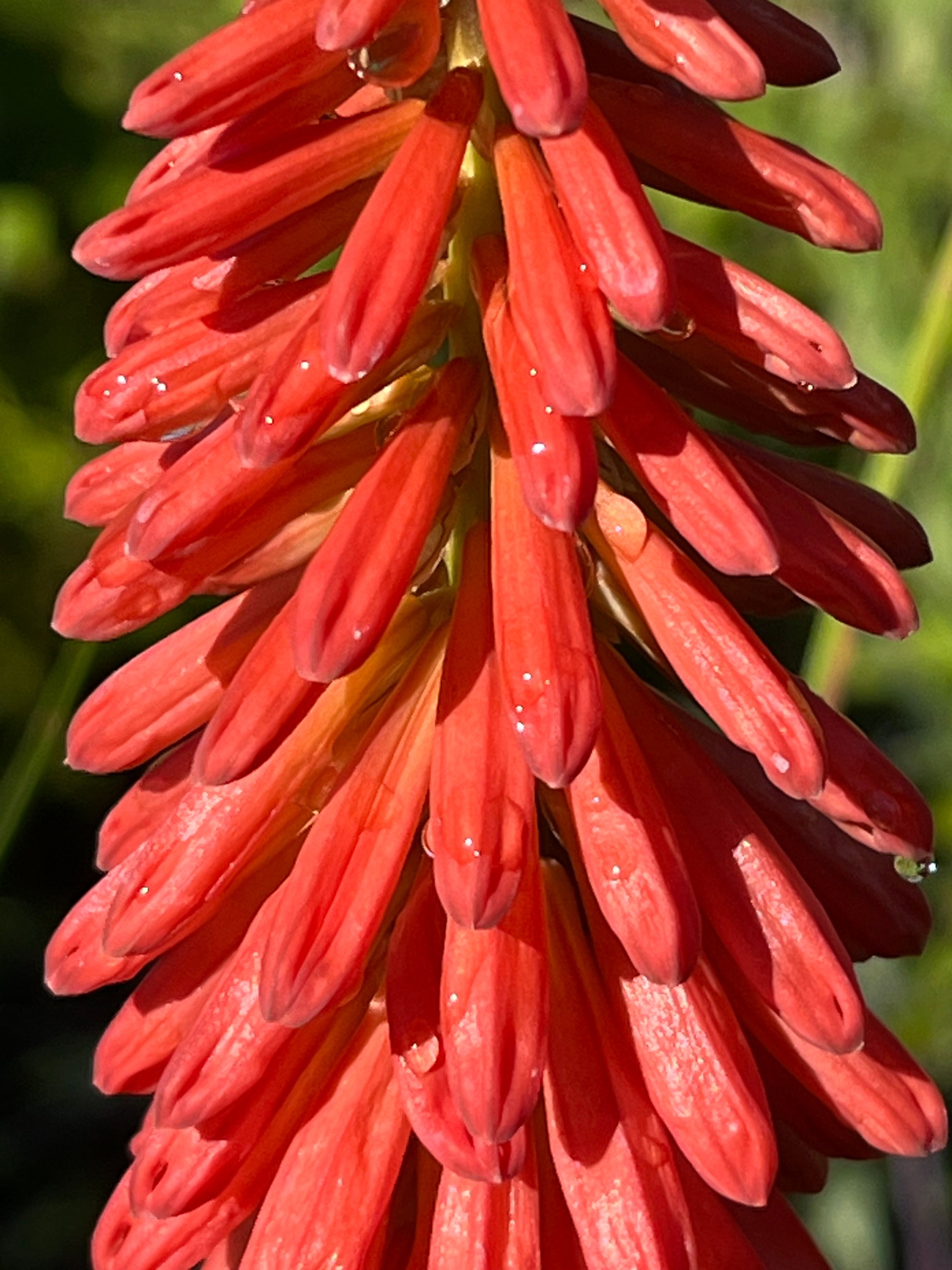 Kniphofia 'Red Hot Popsicle'