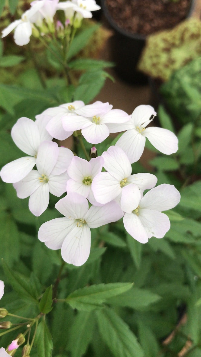 Cardamine bulbifera