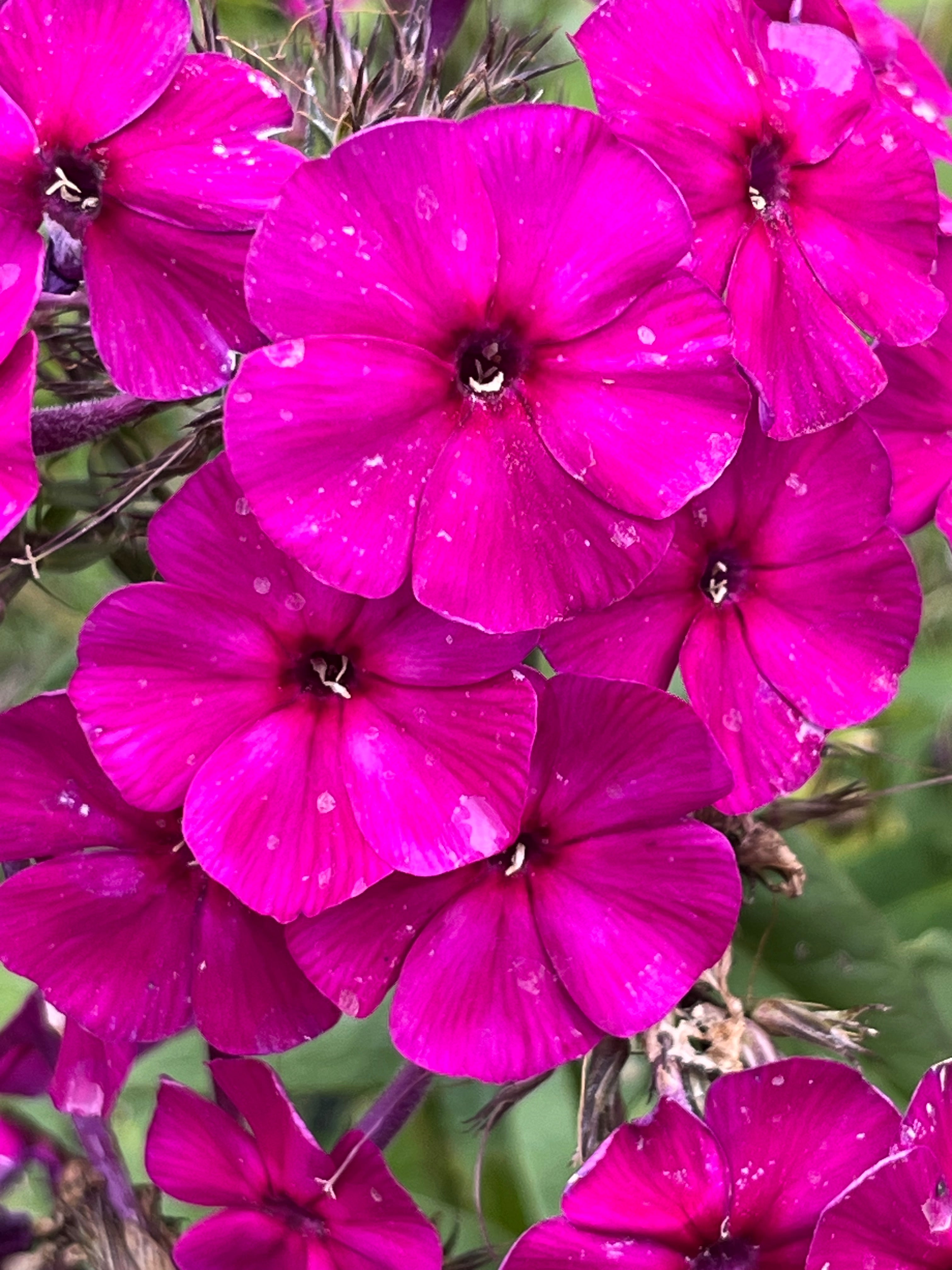 Phlox paniculata 'Wendy House'