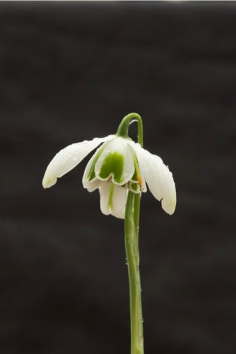 Galanthus ‘G75’
