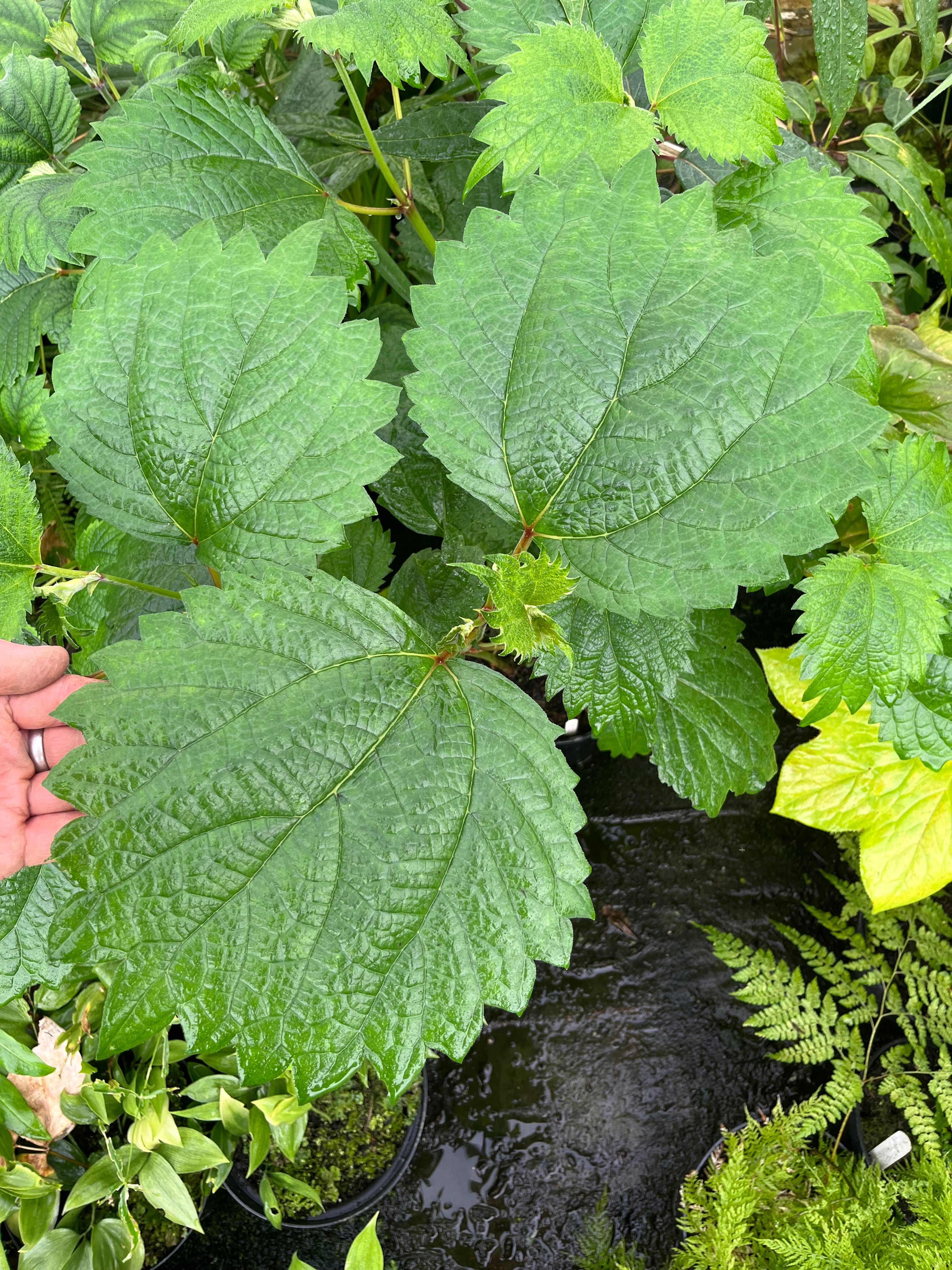 Boehmeria 'Kyushu Rikishi'