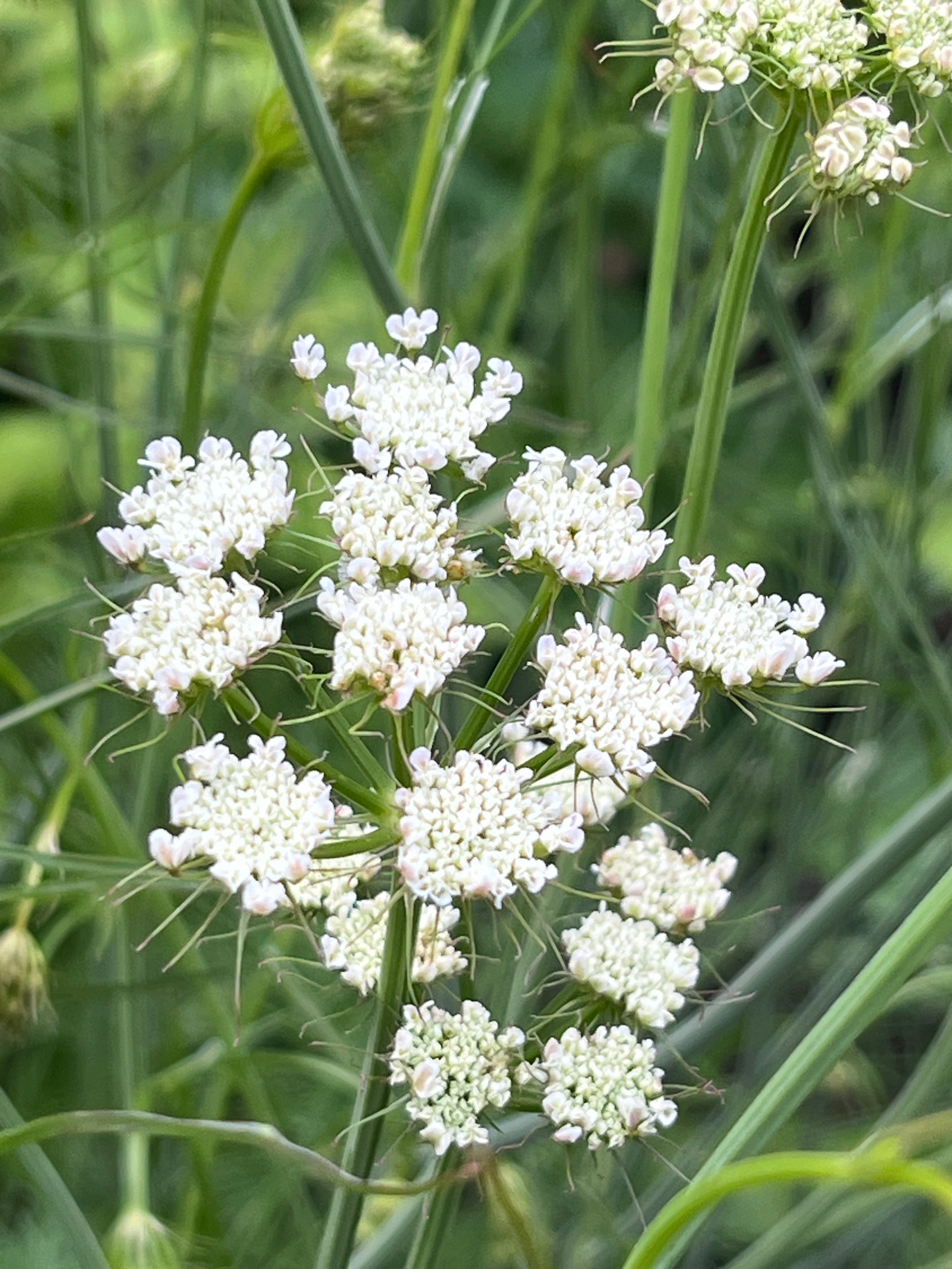 Oenanthe pimpinelloides