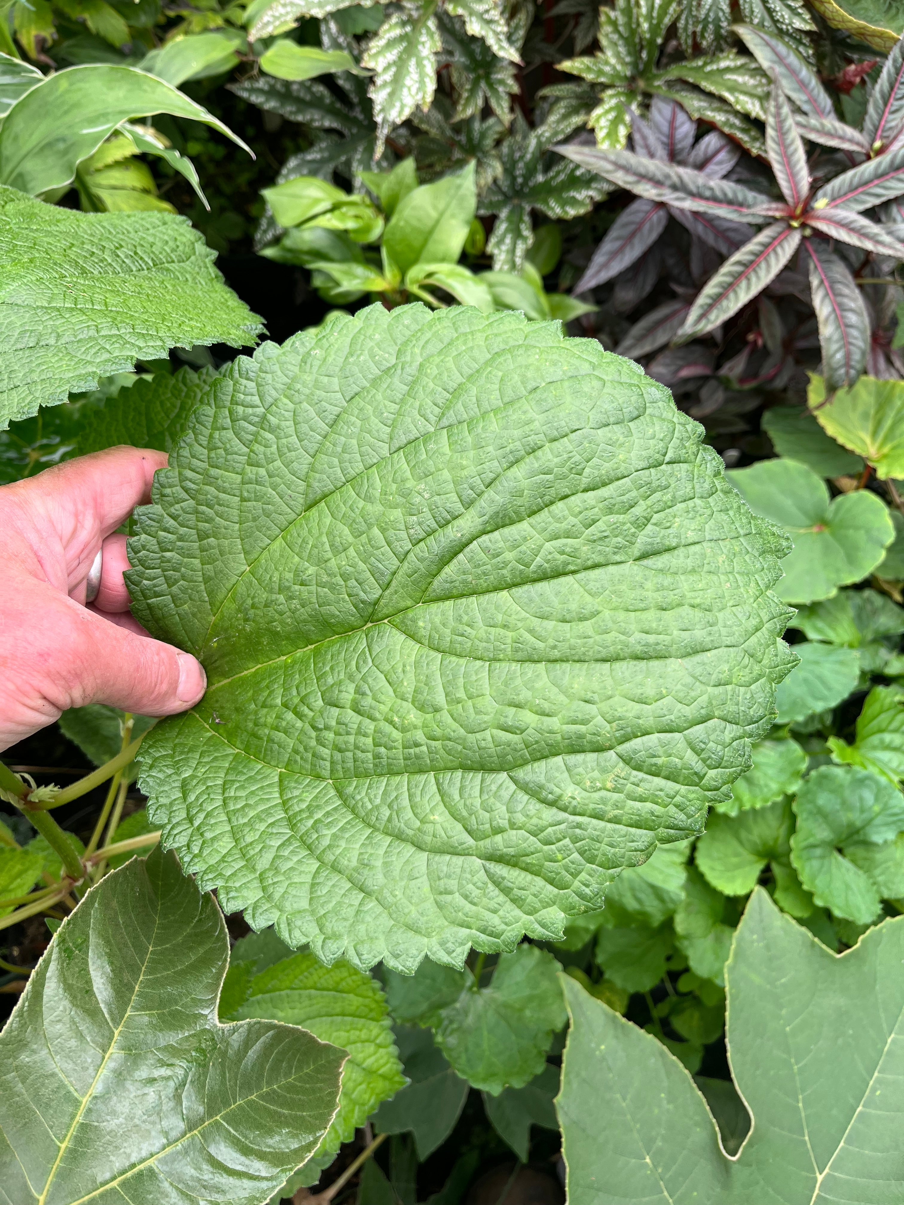 Boehmeria splitgerbera
