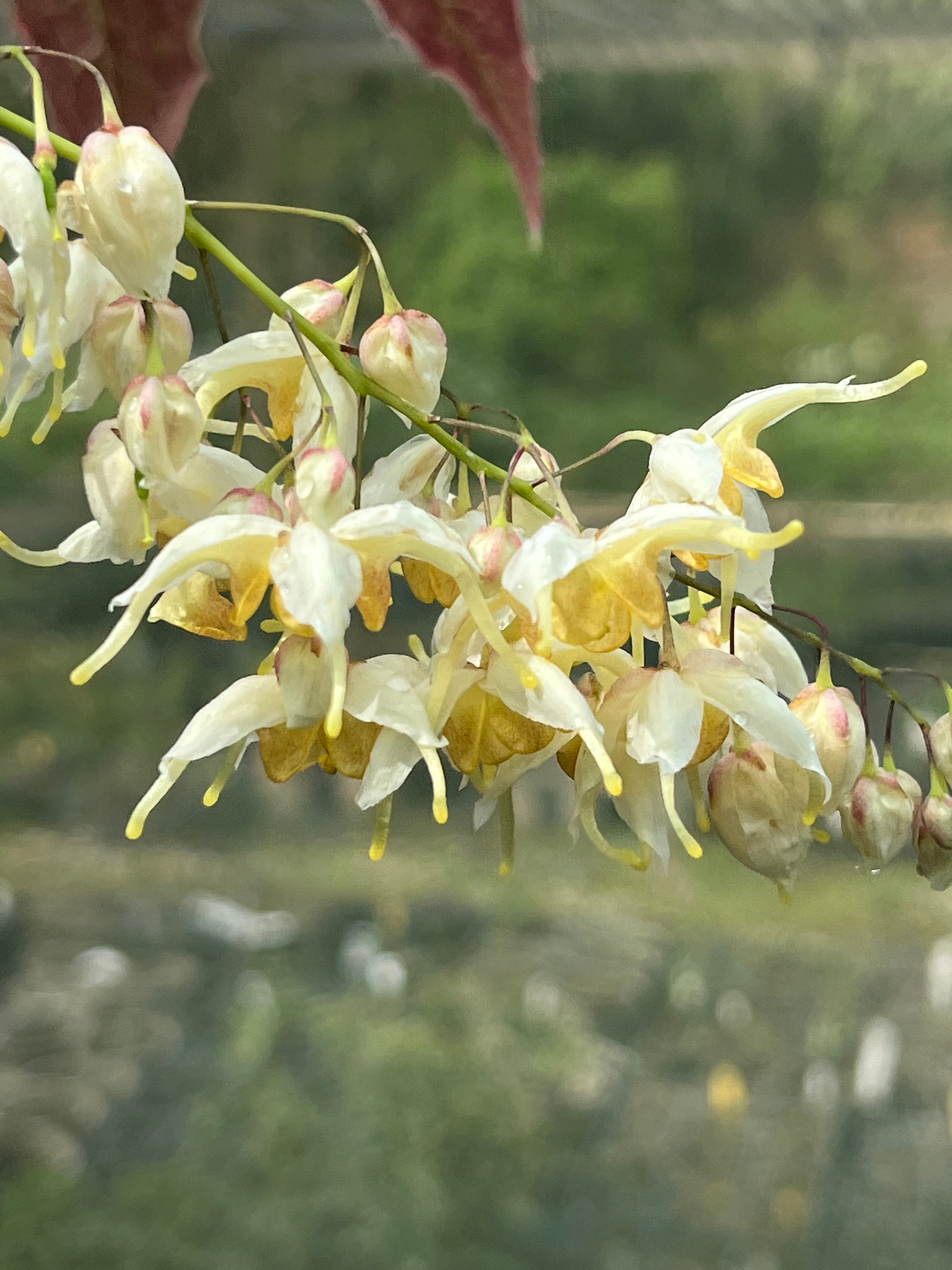 Epimedium wushanense spiny-leaved form