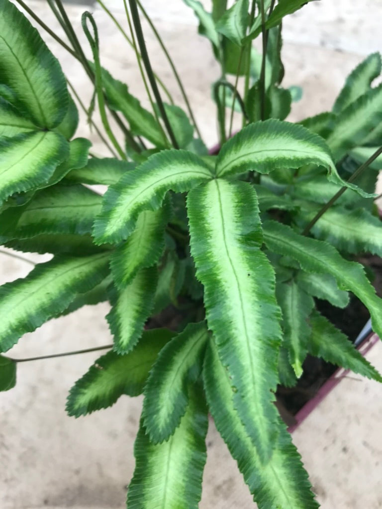 Pteris cretica 'Albolineata' (Pteris nipponica)