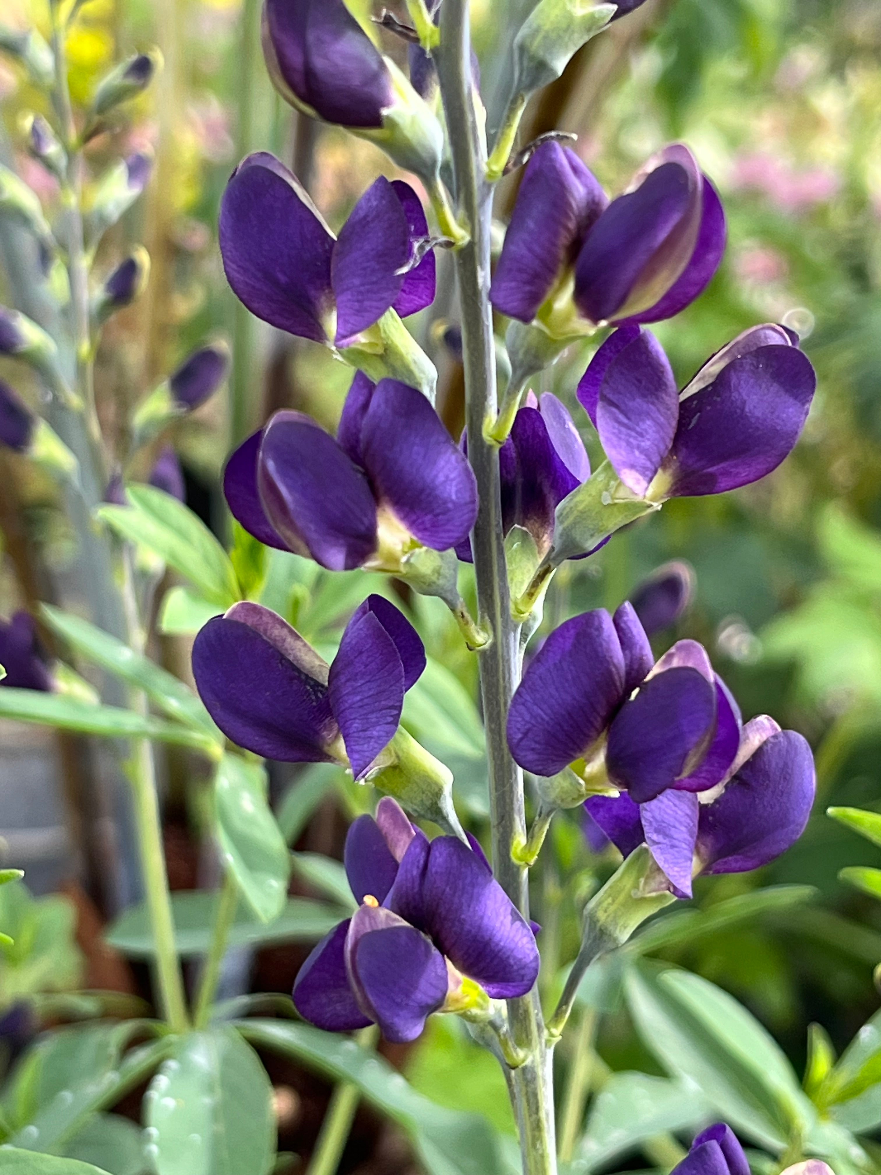 Baptisia australis ‘Nachthemel'