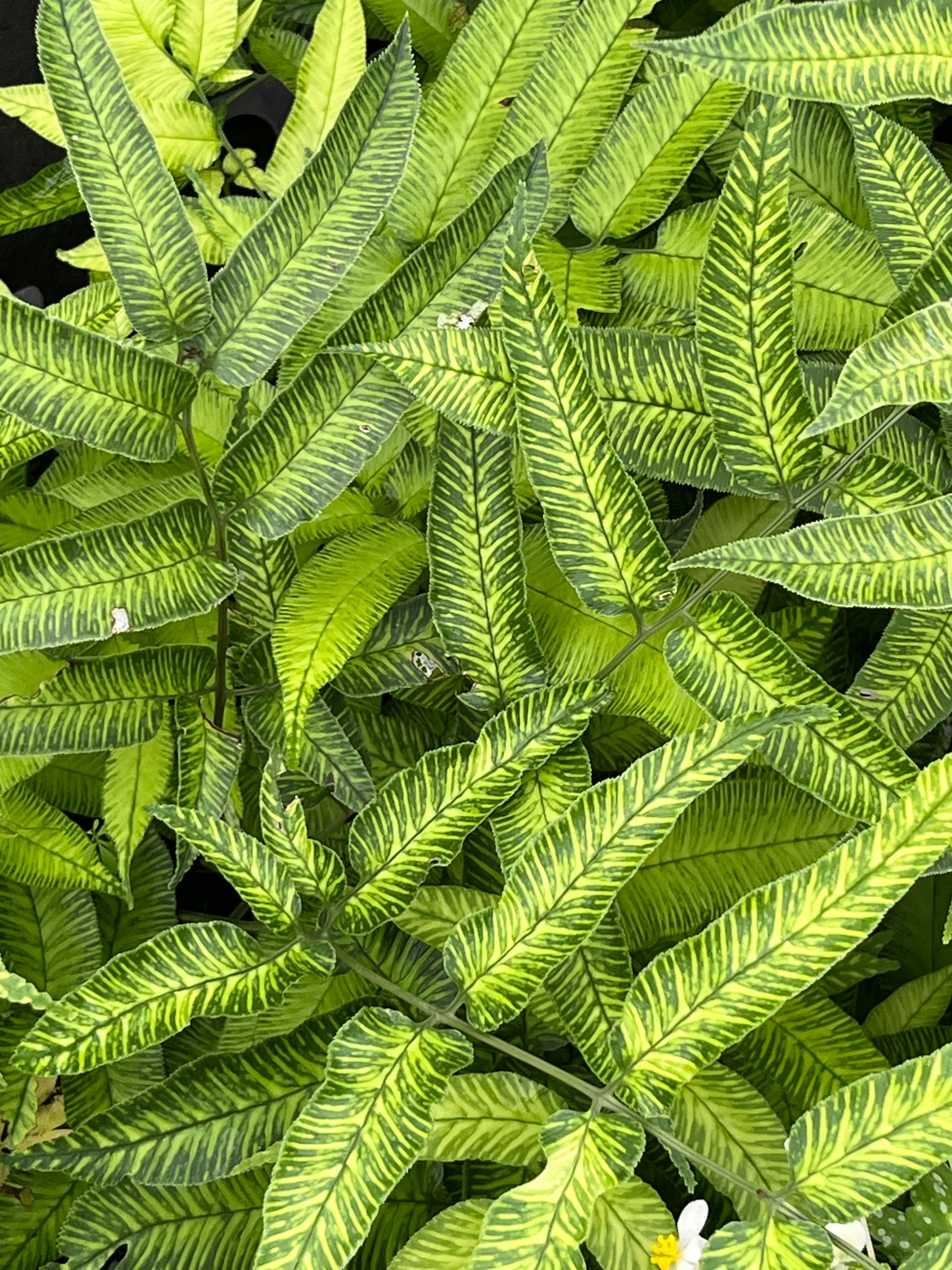 Coniogramme serrulata