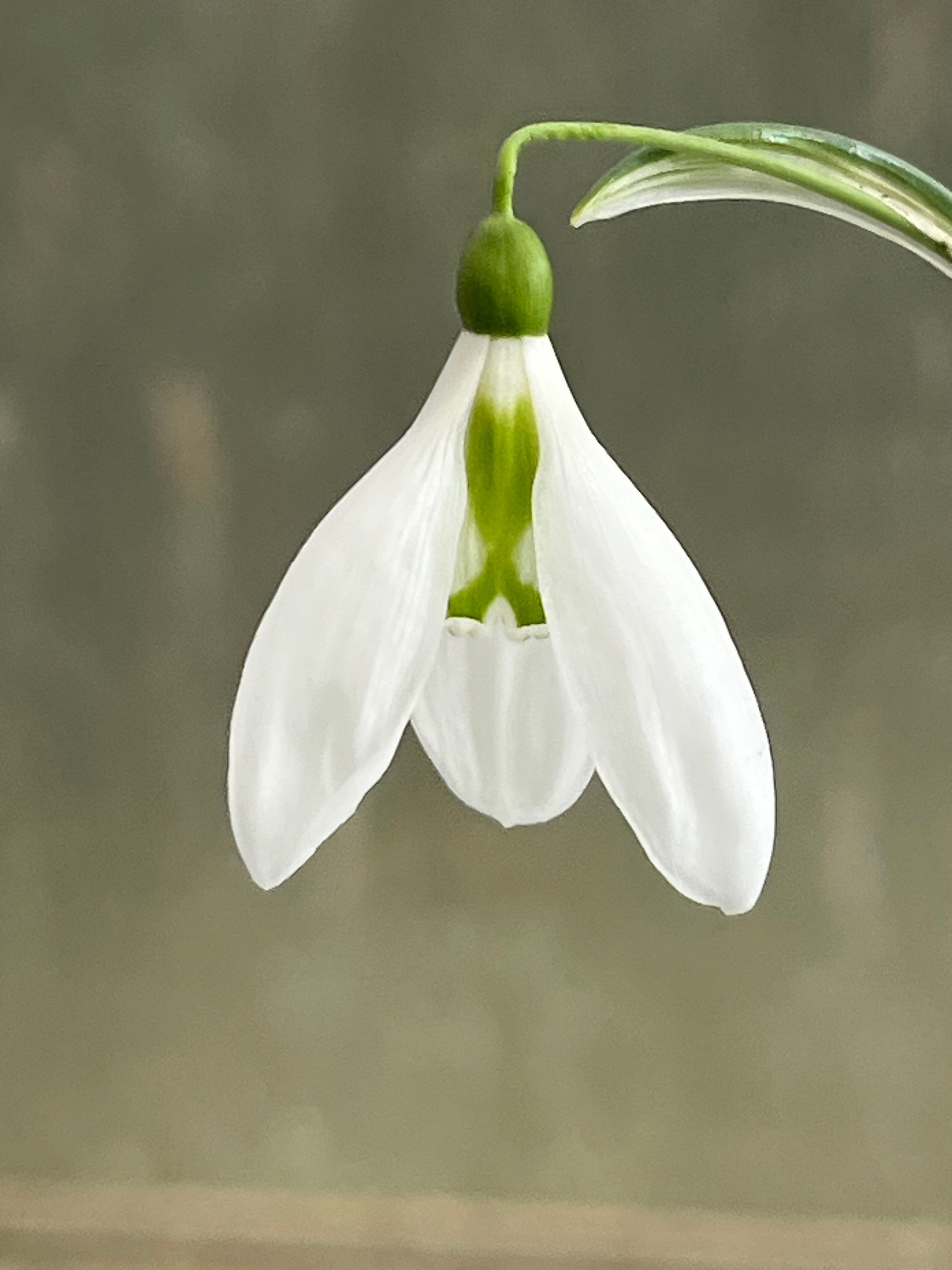 Galanthus 'Penguin'