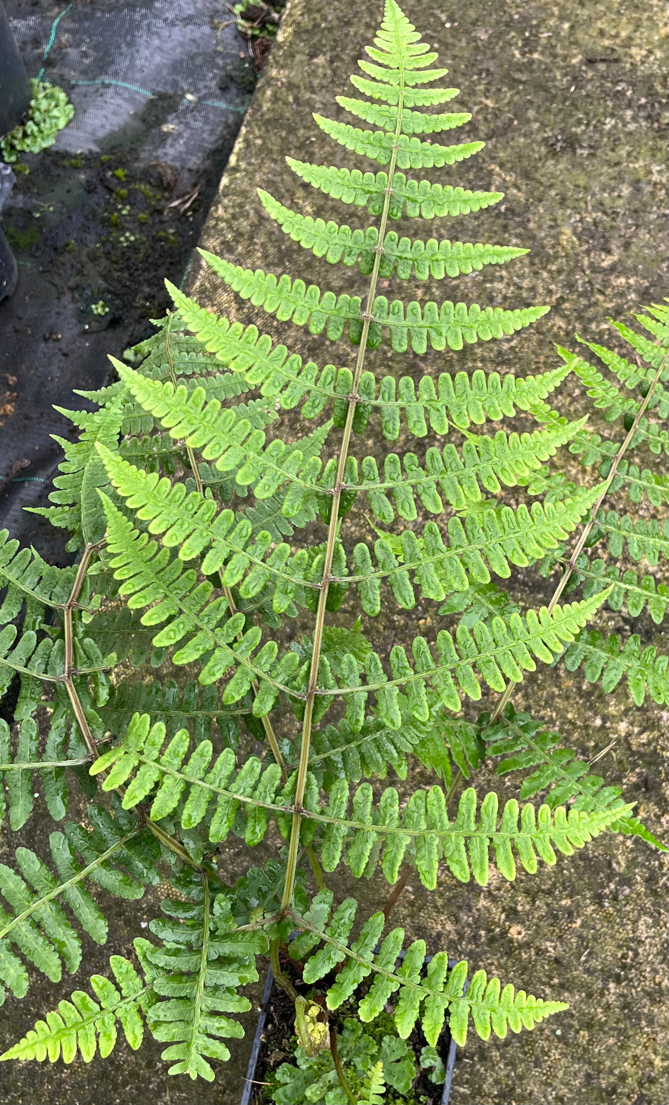 Diplazium hachijoense
