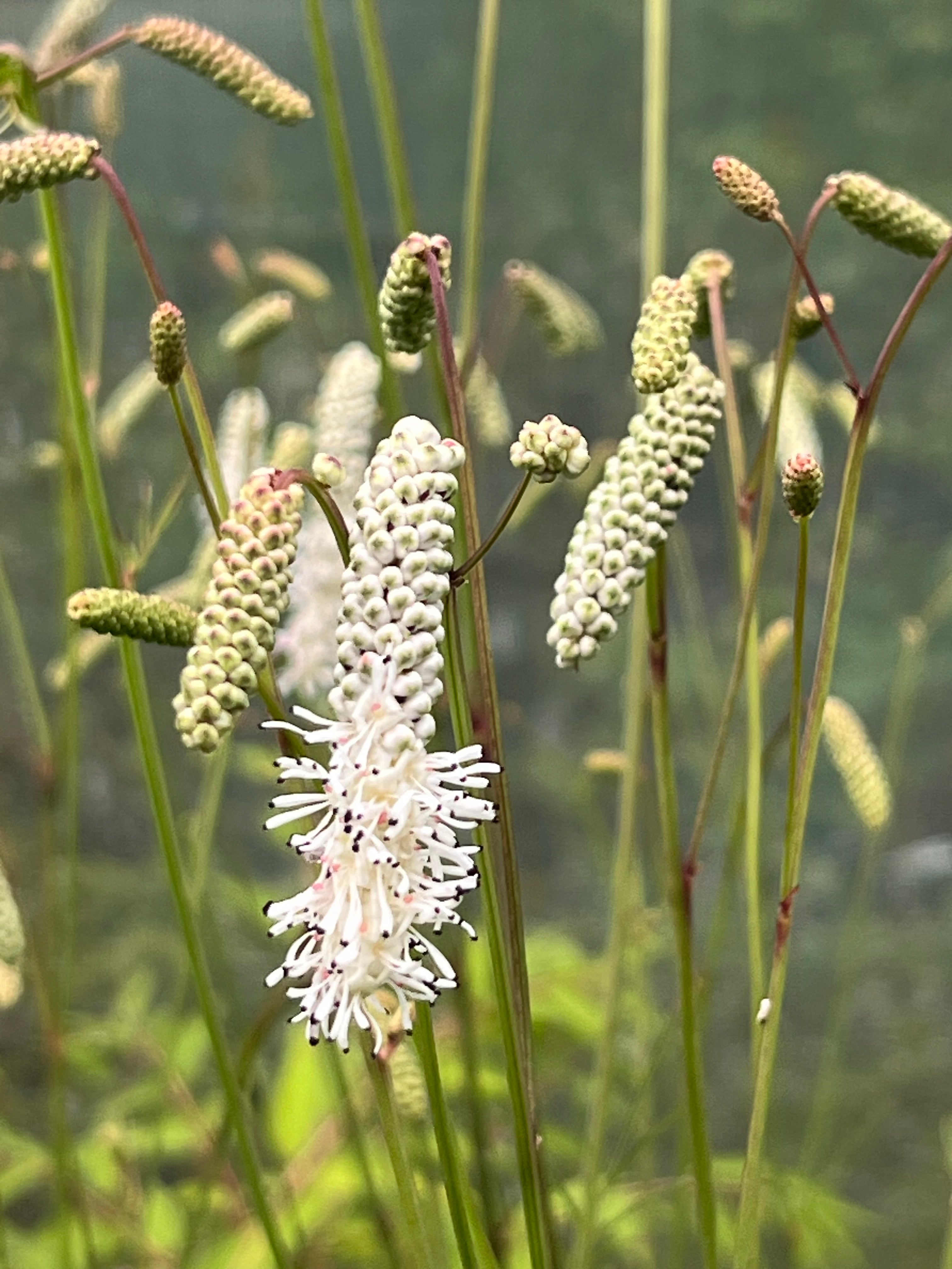 Sanguisorba tenuifolia var. parviflora