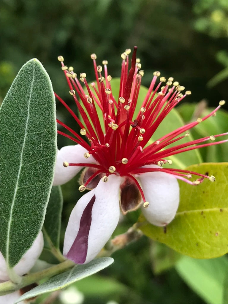 Acca sellowiana 'Nikita'