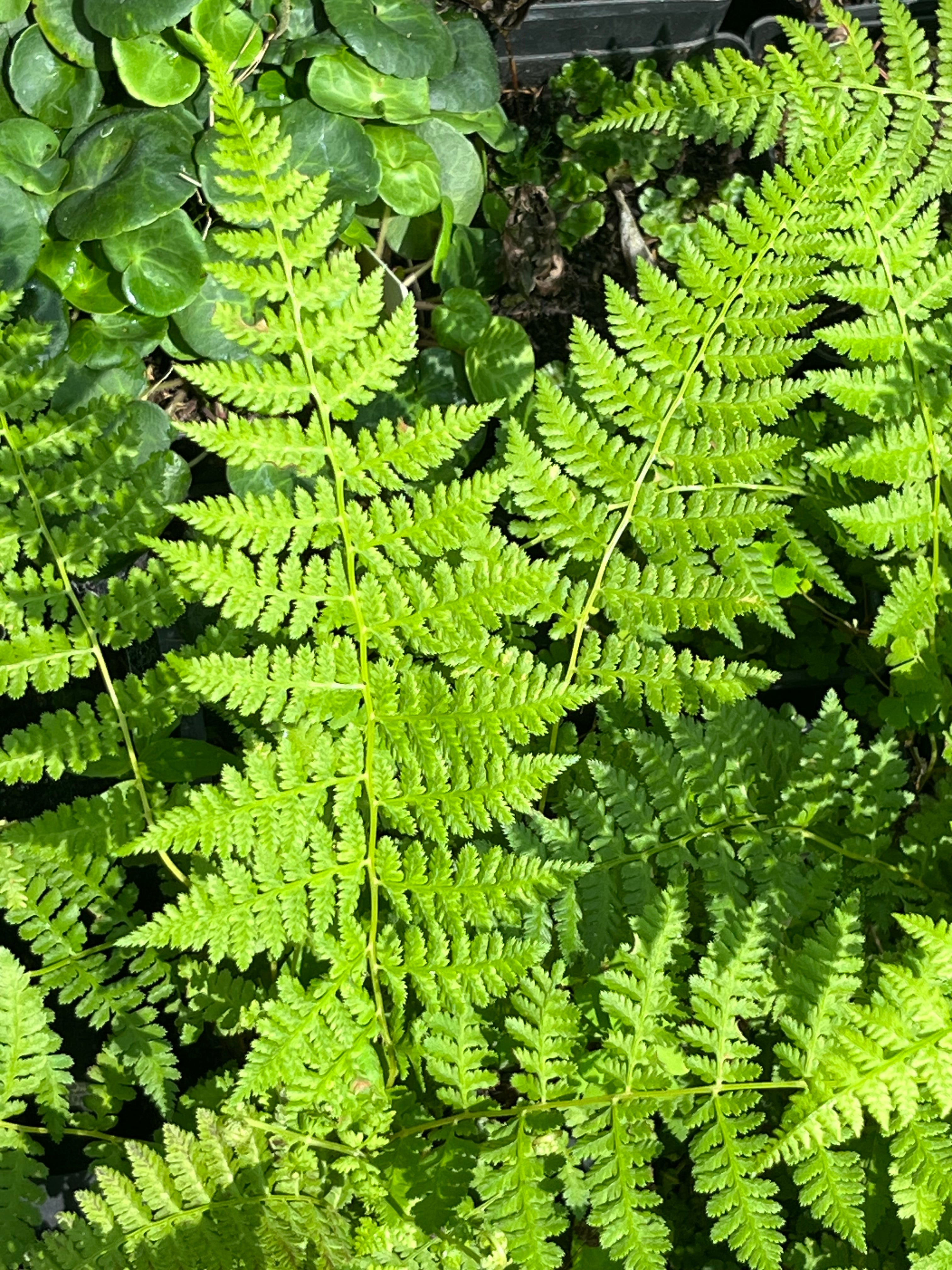 Athyrium davidii