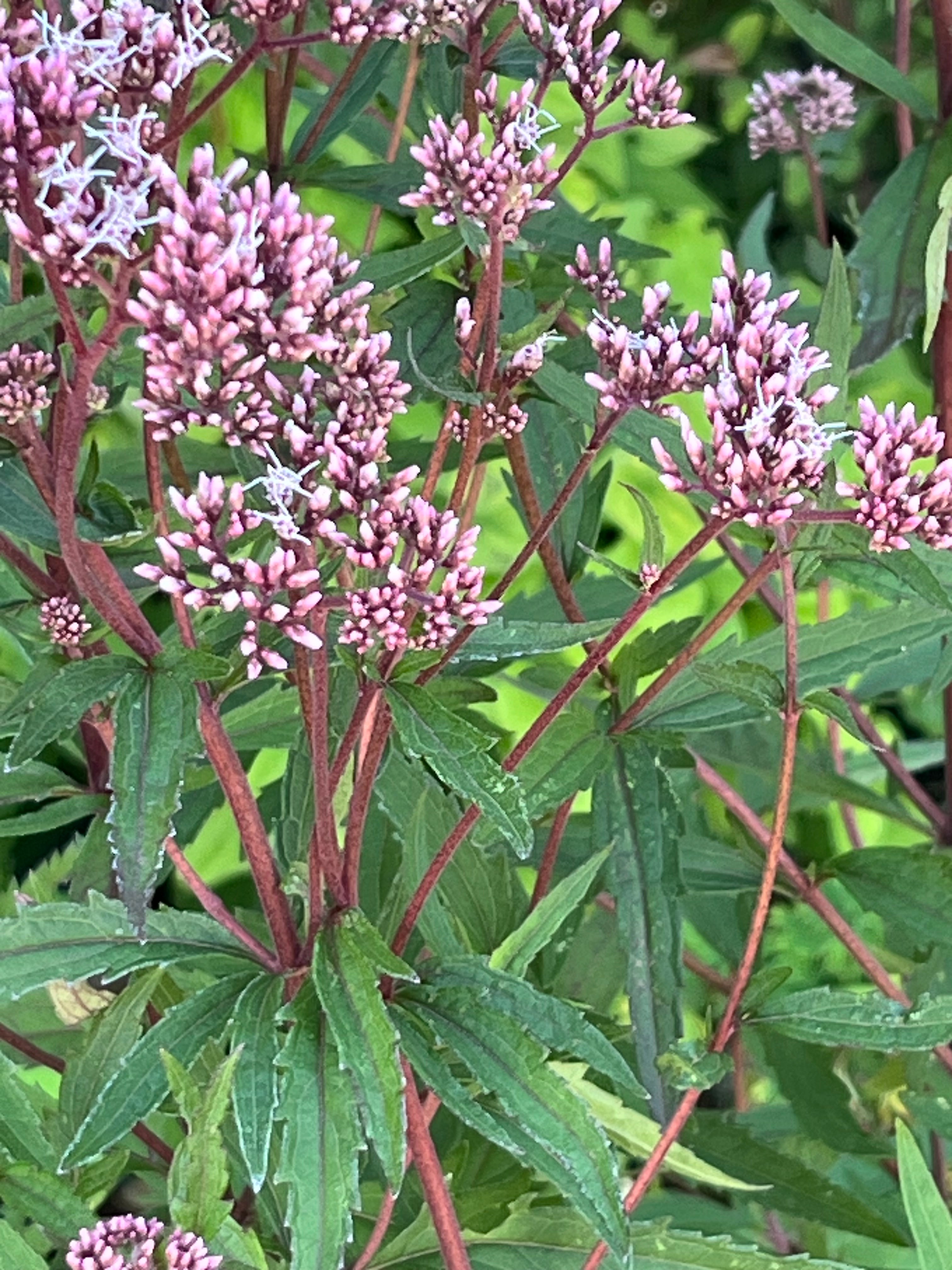 Eupatorium lindleyanum var. trisectifolium