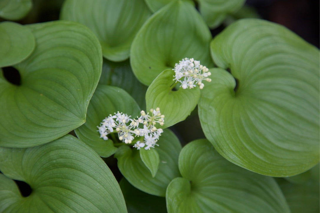 Maianthemum canadensis