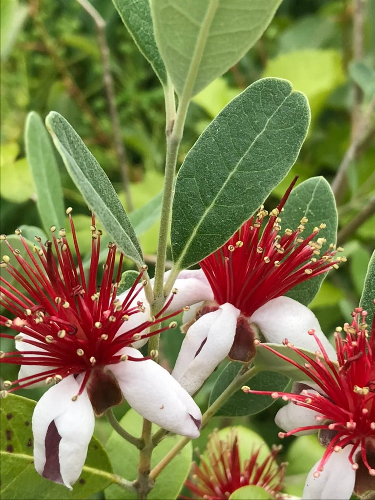 Acca sellowiana 'Nikita'