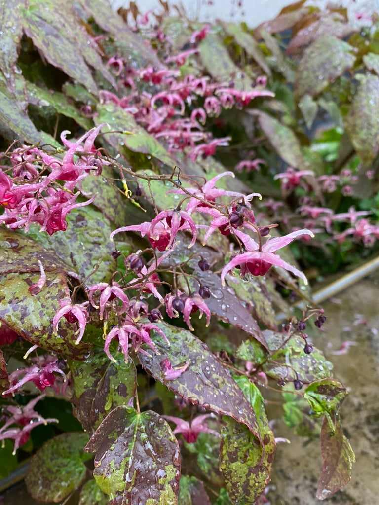 Epimedium ‘Pink Champagne’