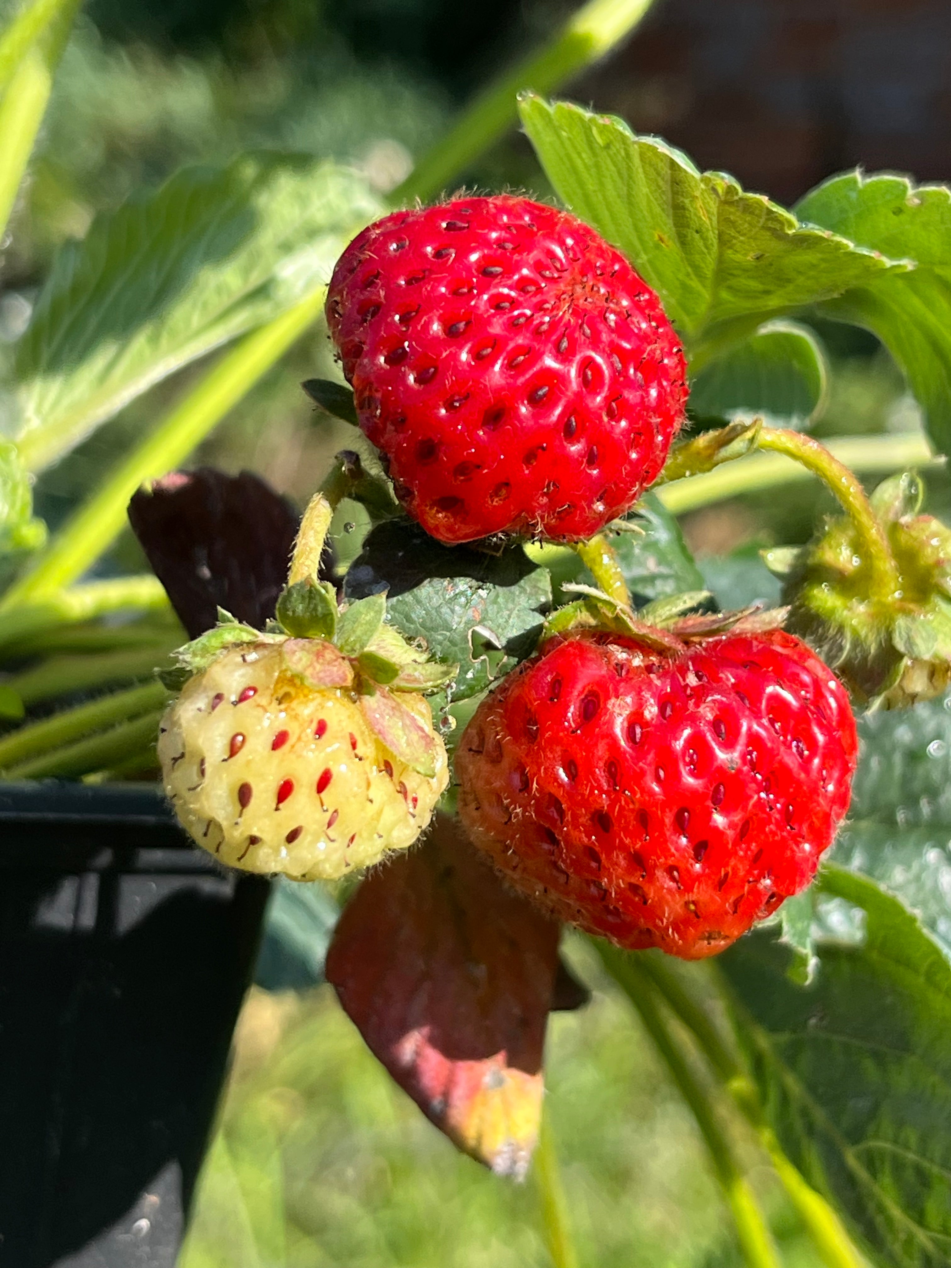 Fragaria 'Strasberry' (Mieze Schindler)