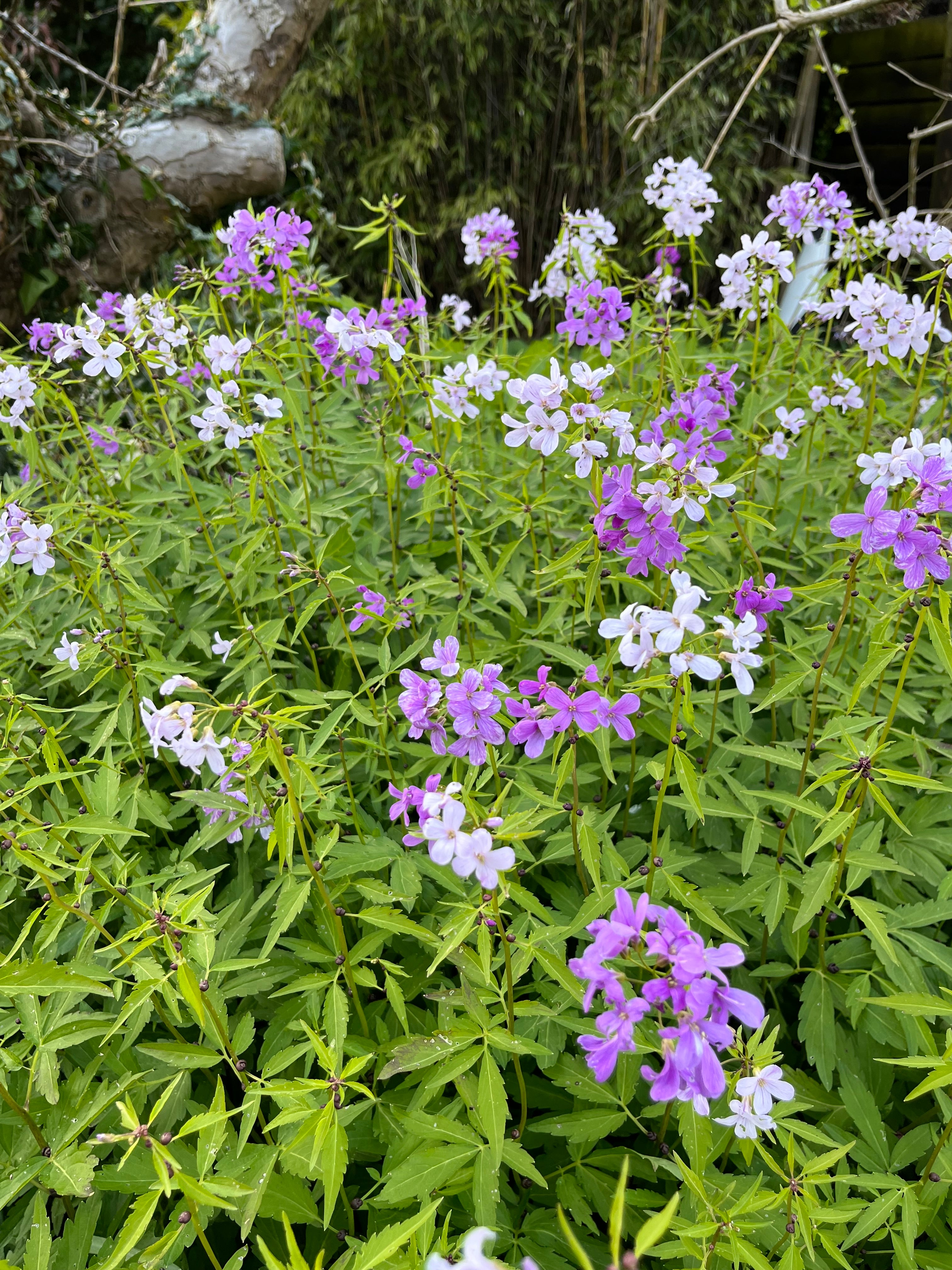 Cardamine bulbifera