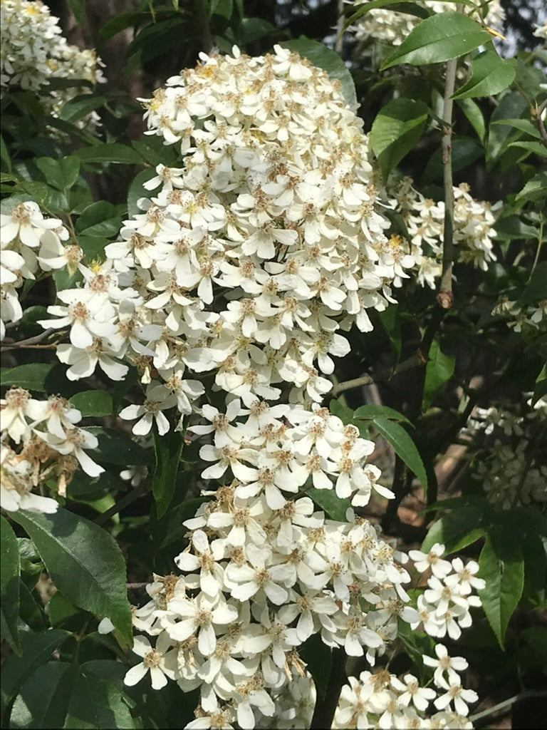 Rosa cymosa