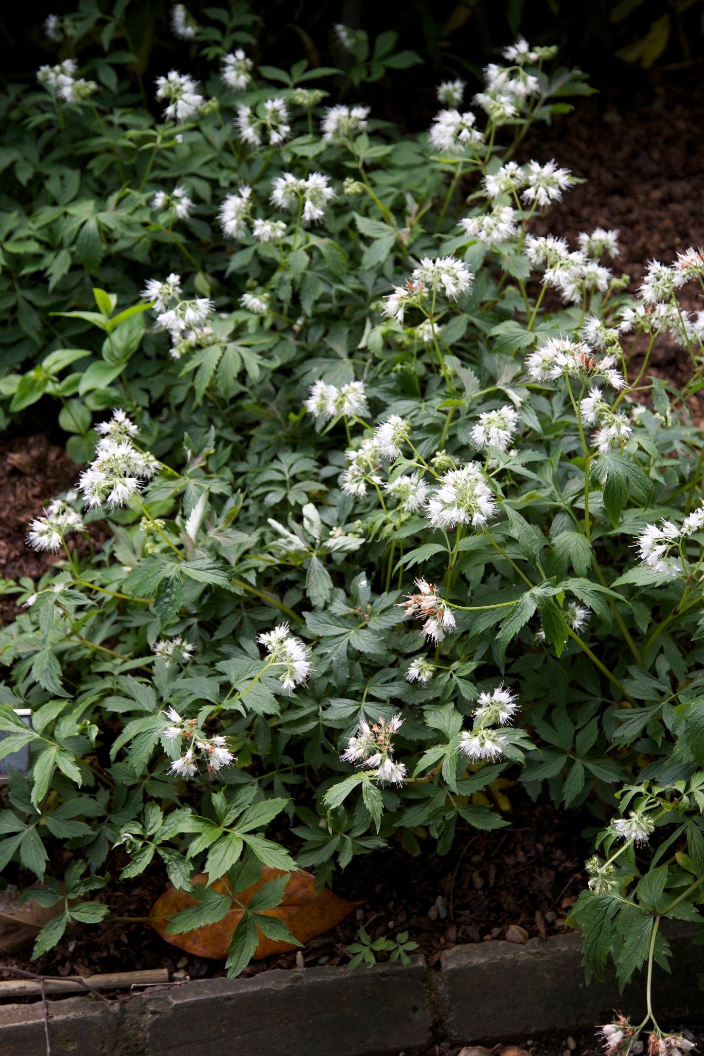 Hydrophyllum virginianum