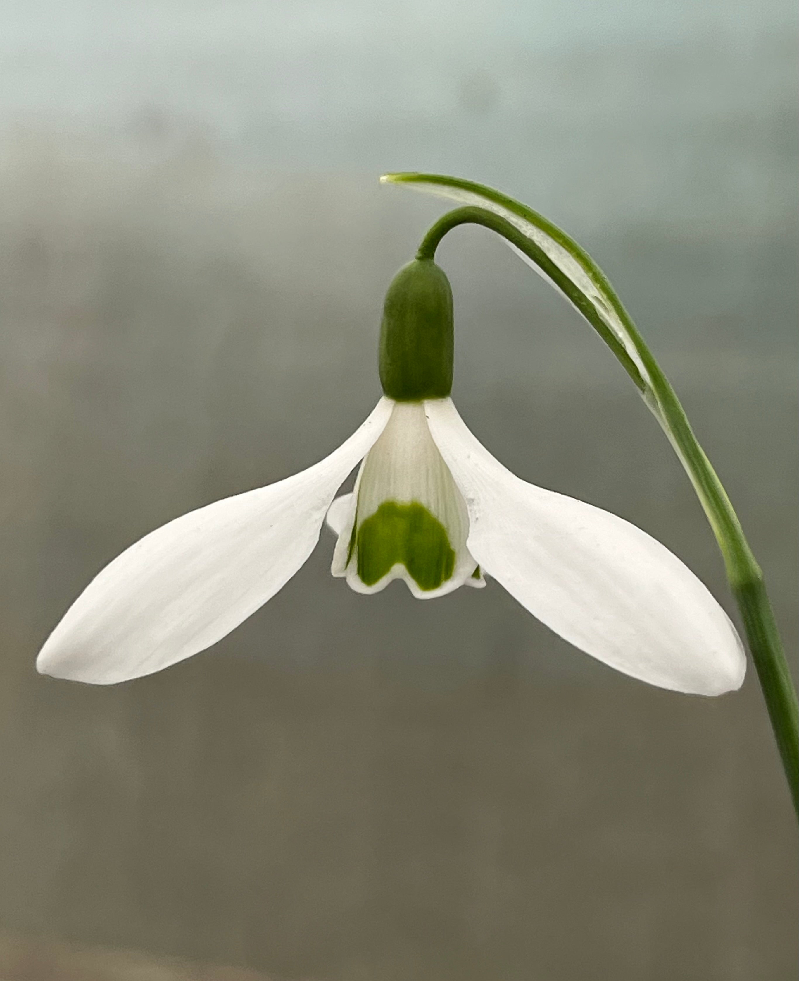 Galanthus elwesii Hiemalis ‘Dorothy Foreman’
