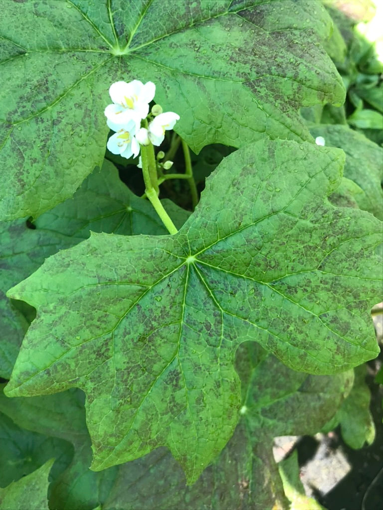 Diphylleia cymosa