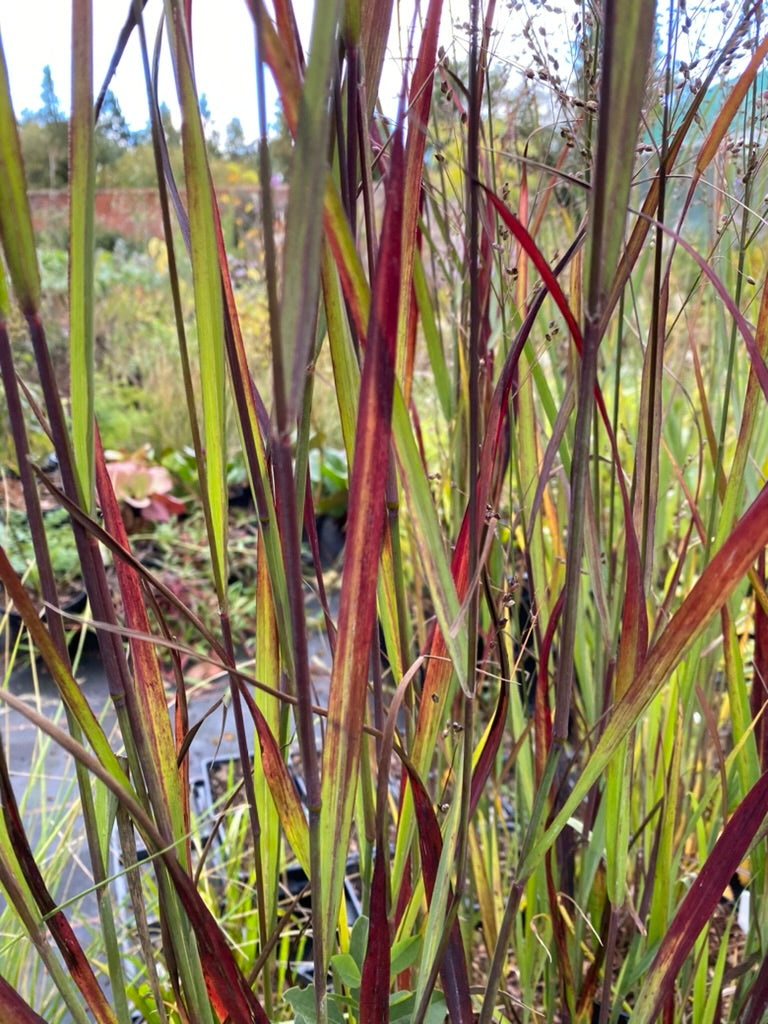 Panicum virgatum ‘Heiligier Hain’